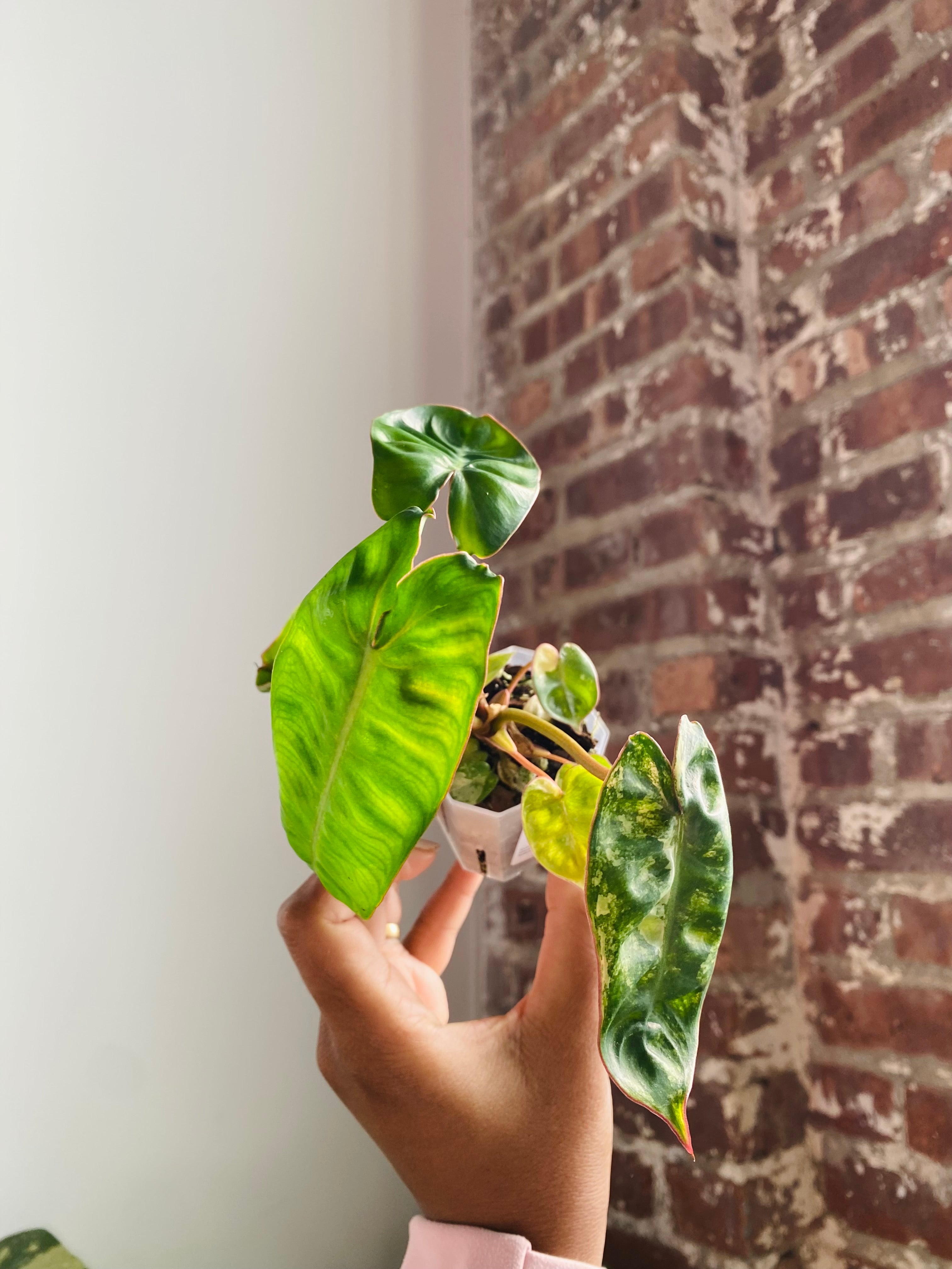 Philodendron Billietiae Var.