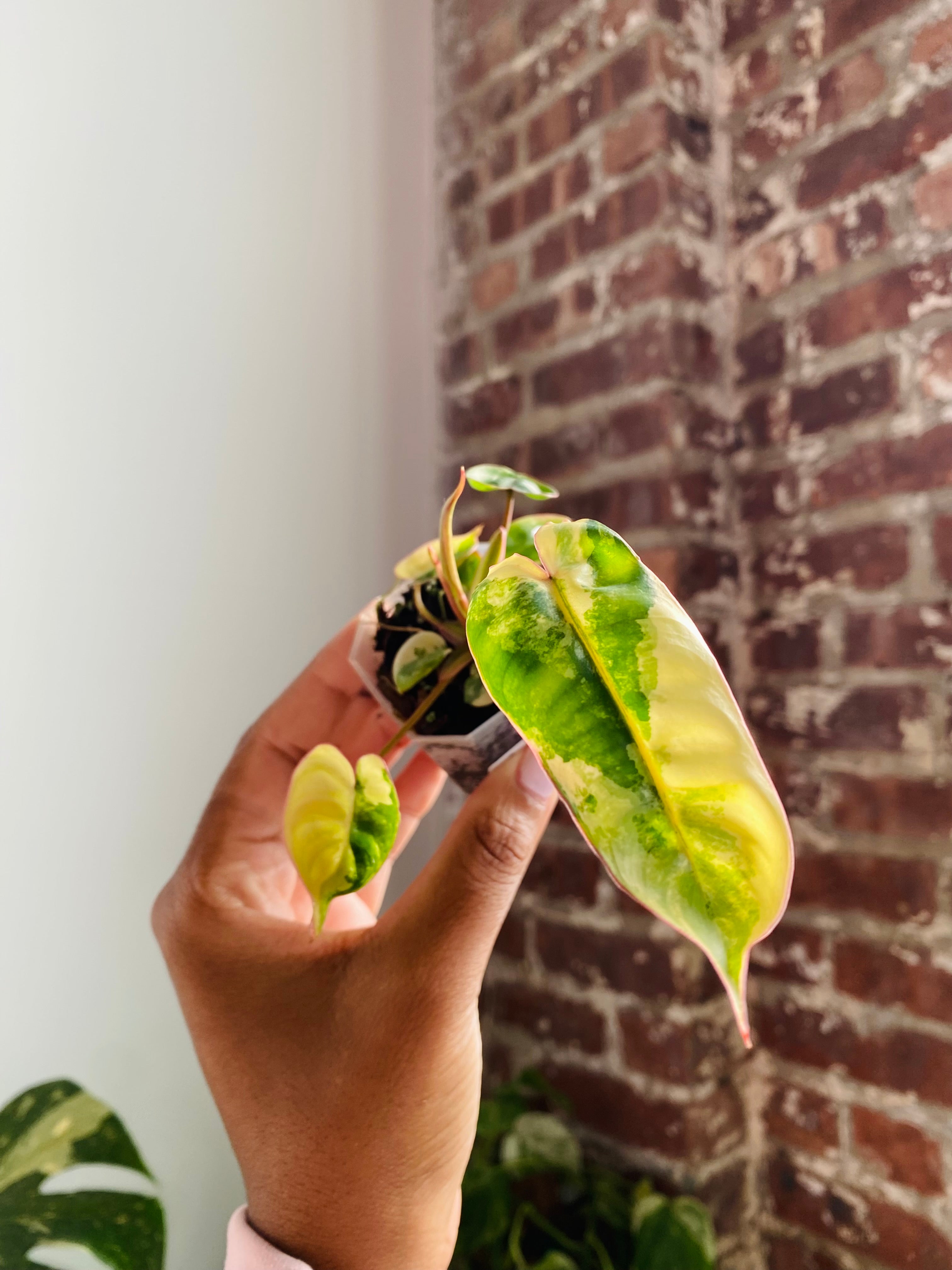 Philodendron Billietiae Var.