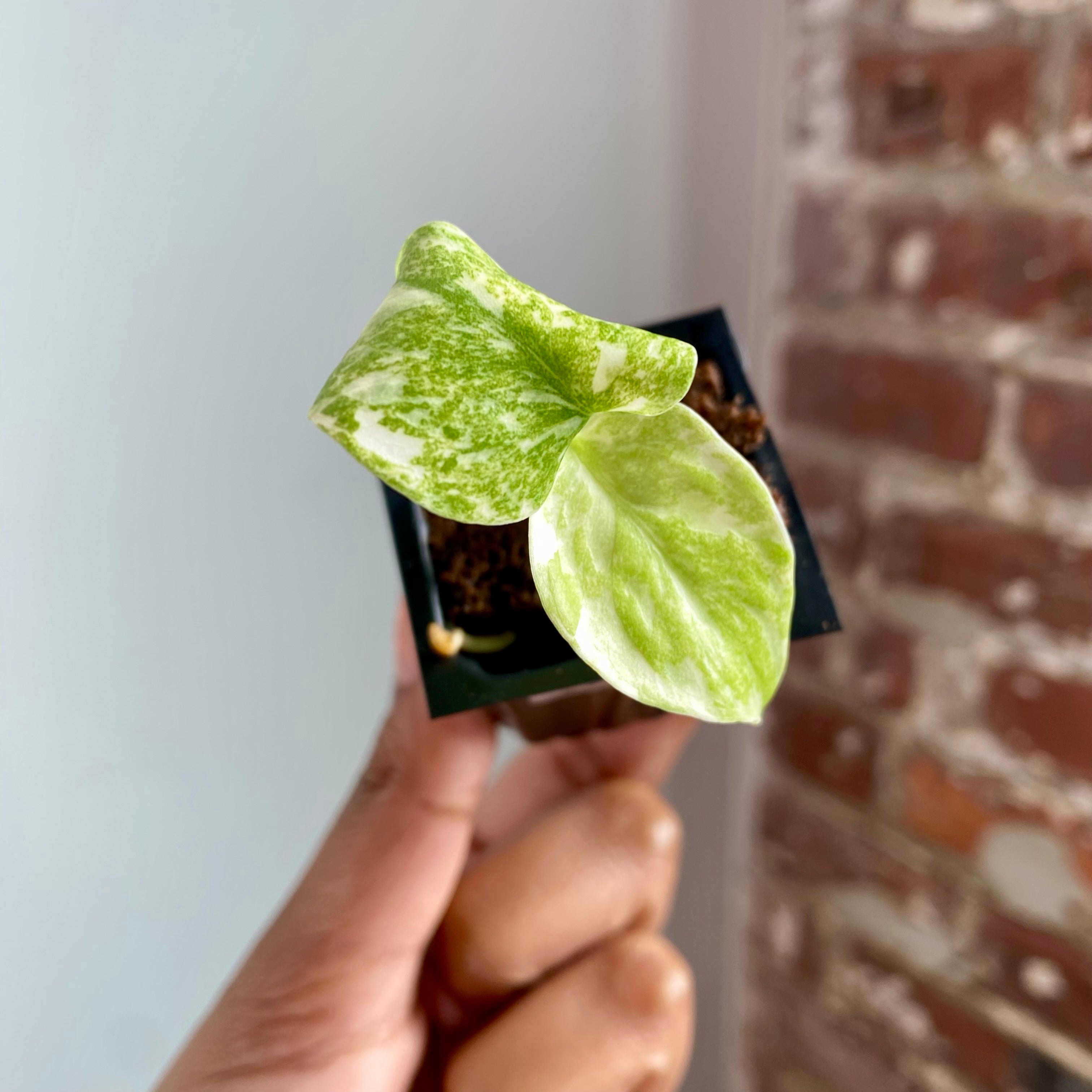 Monstera Legacy 4030