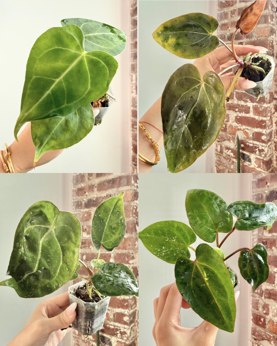 Anthurium NOID – We Lost the ID, You Get the Deal (Grower’s Choice x 1)