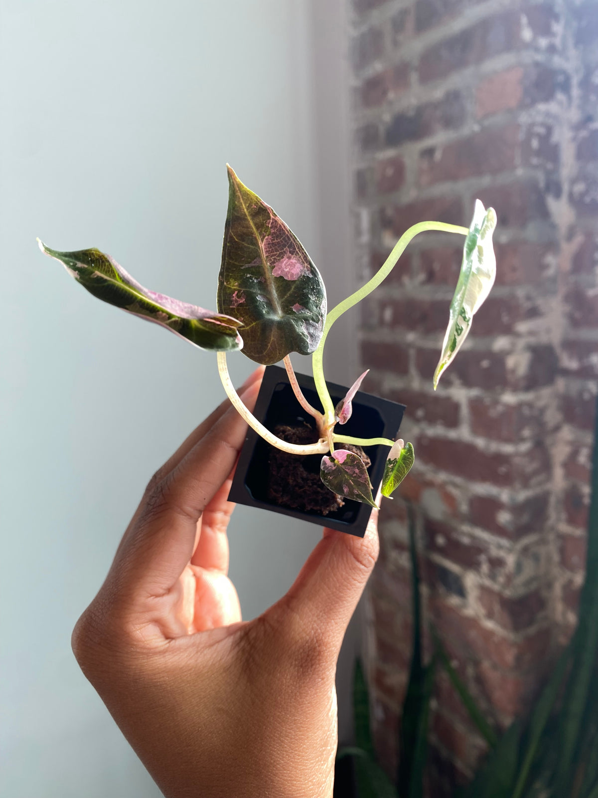 Alocasia Bambino Albo Pink 3552