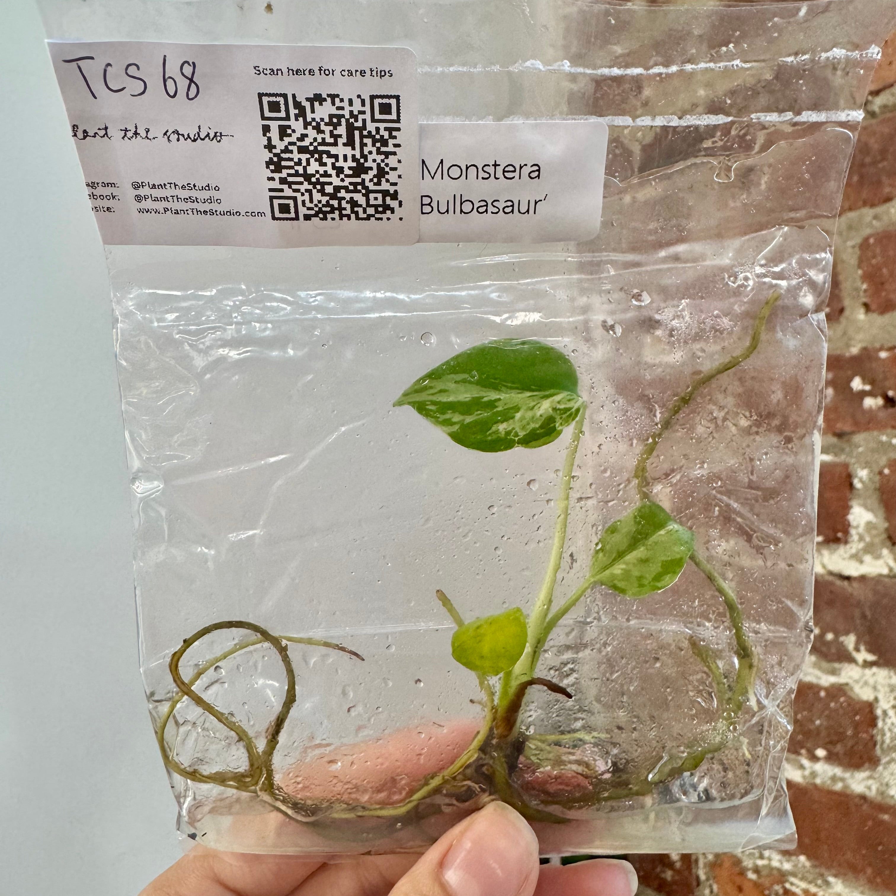 Monstera Bulbasaur TCS 68