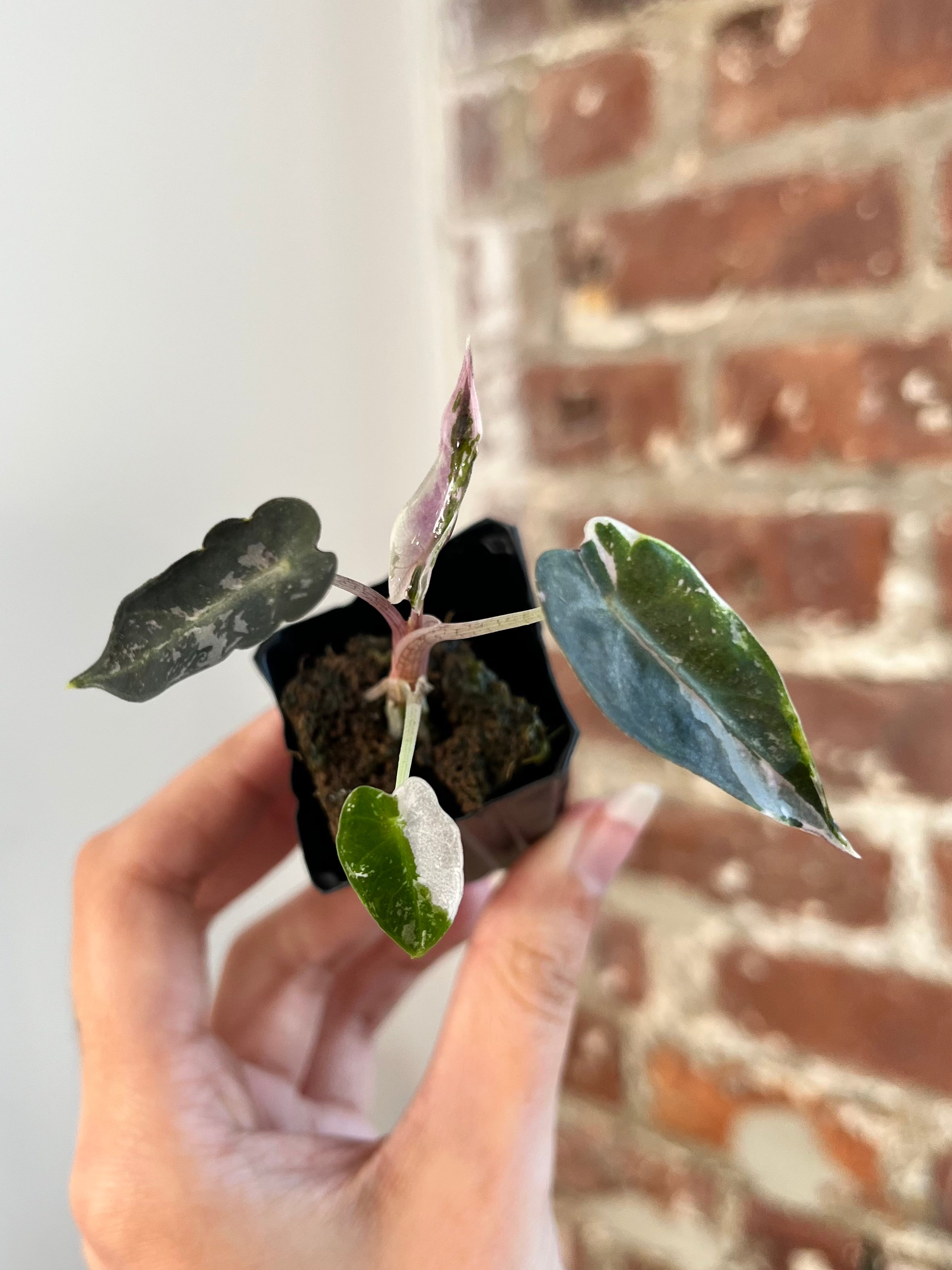 Alocasia Bambino Albo Pink 8864