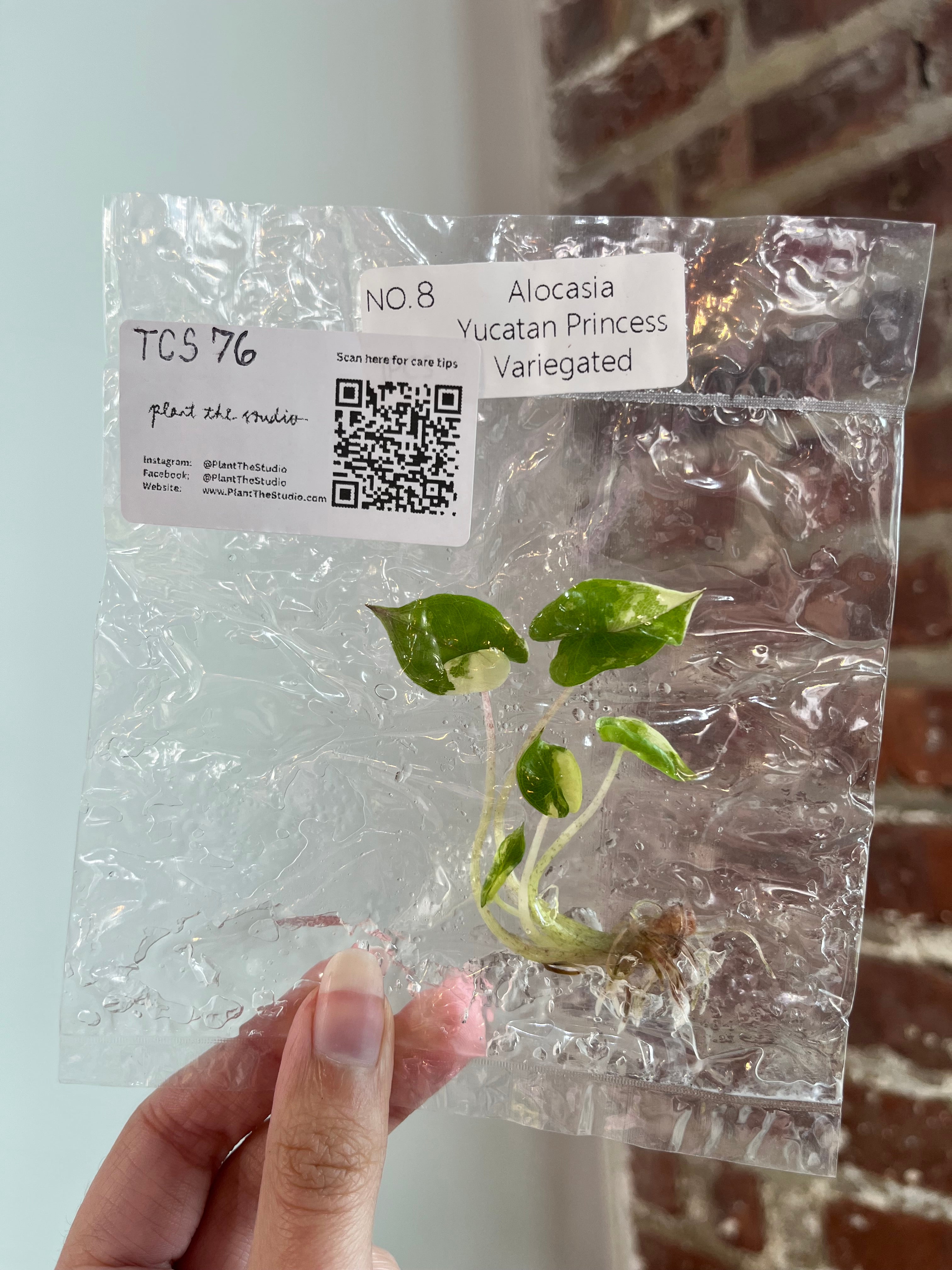 Alocasia Yucatan Princess Var. Albo TCS 76