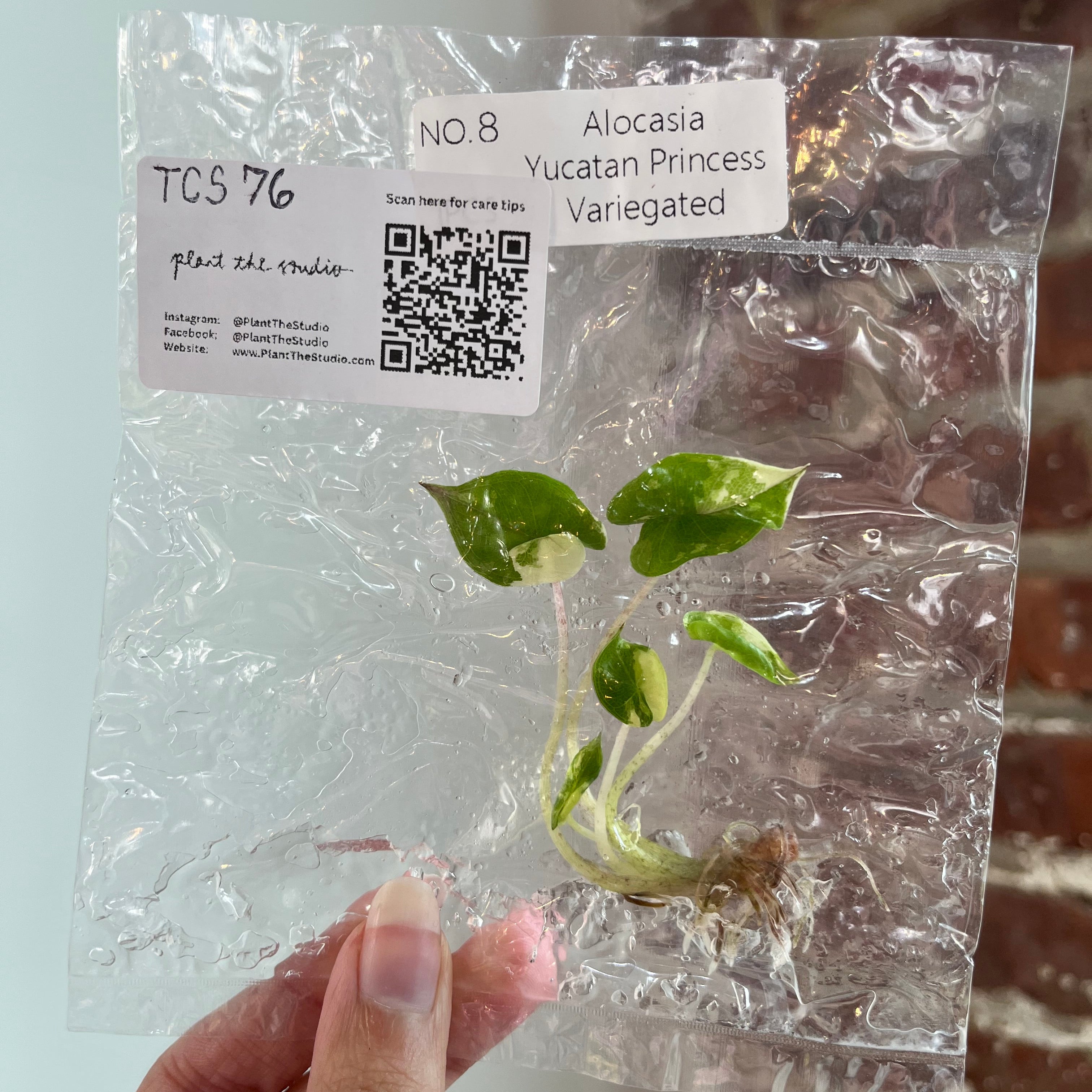 Alocasia Yucatan Princess Var. Albo TCS 76