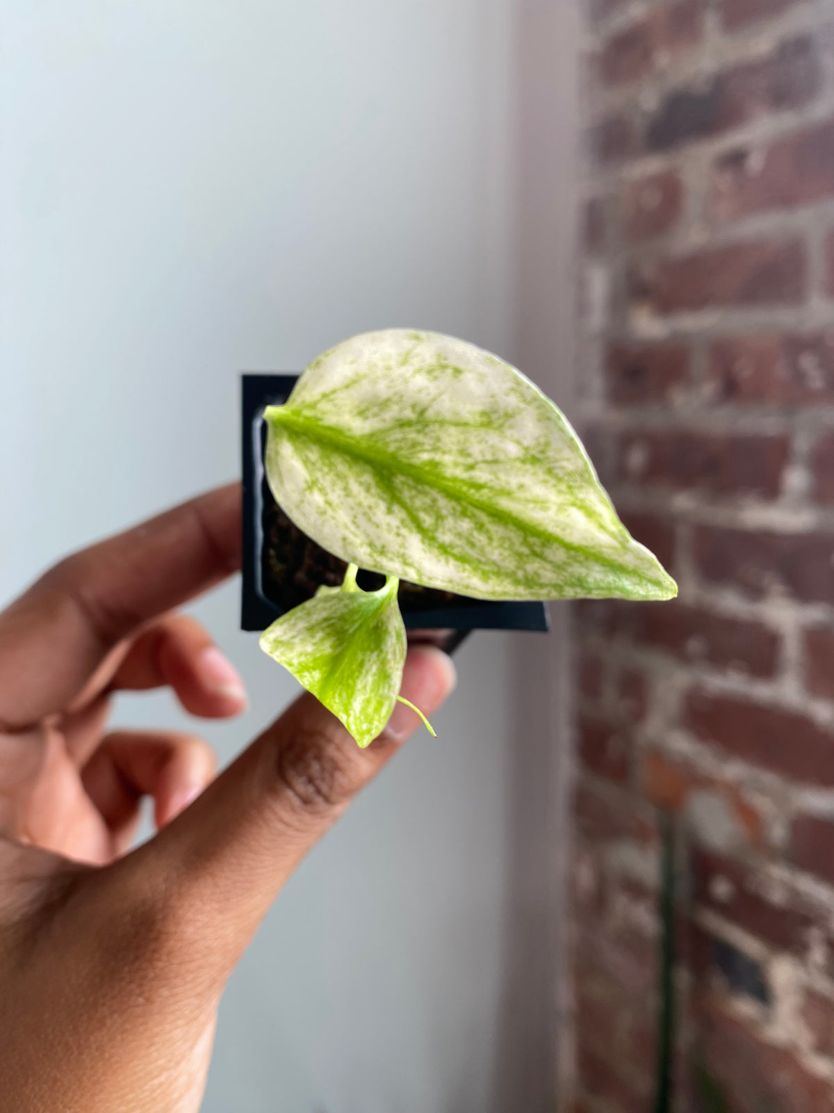 Monstera Mint 3564