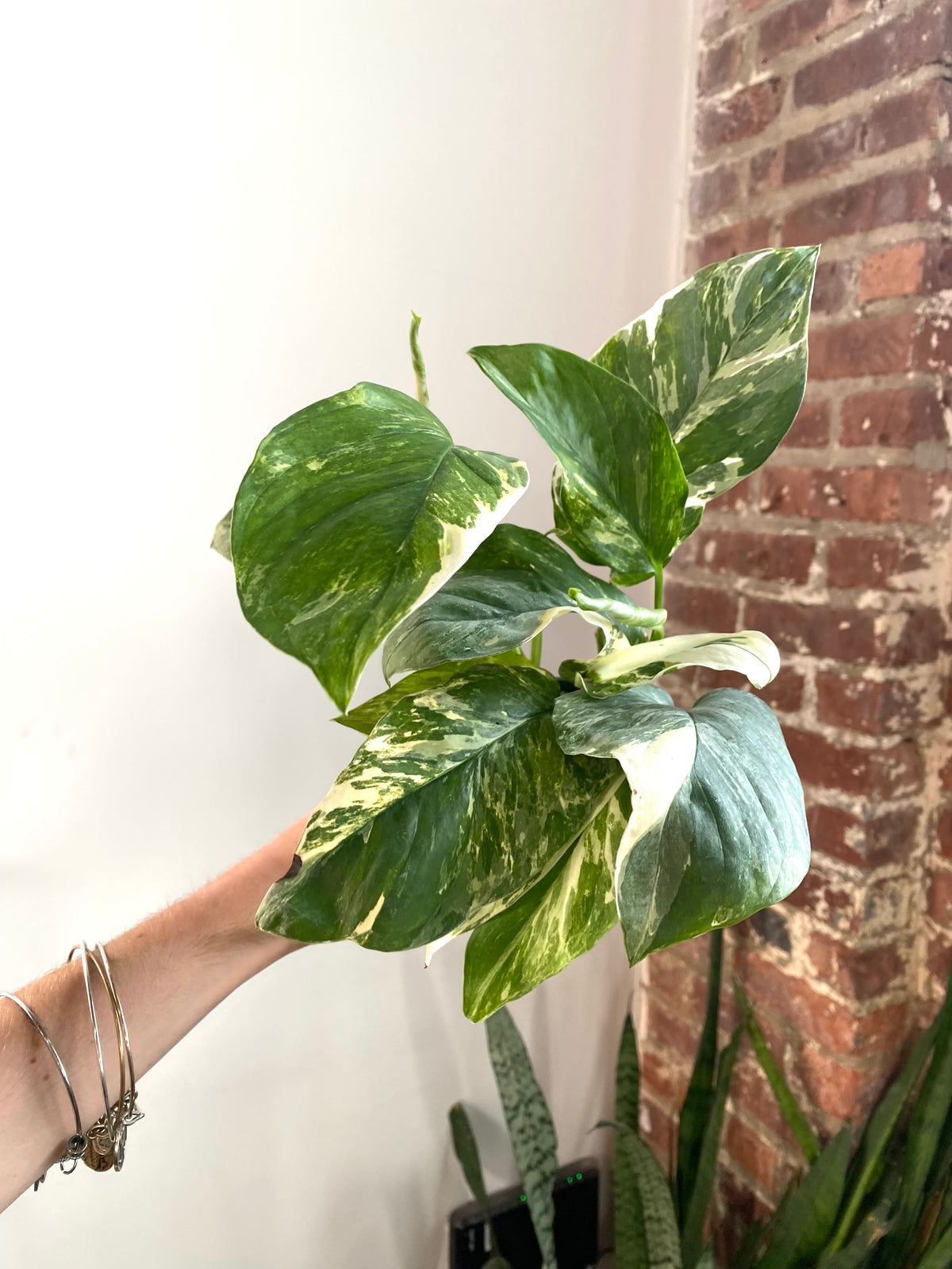 Monstera Lechleriana Variegata 4” Pot (Grower’s Choice)