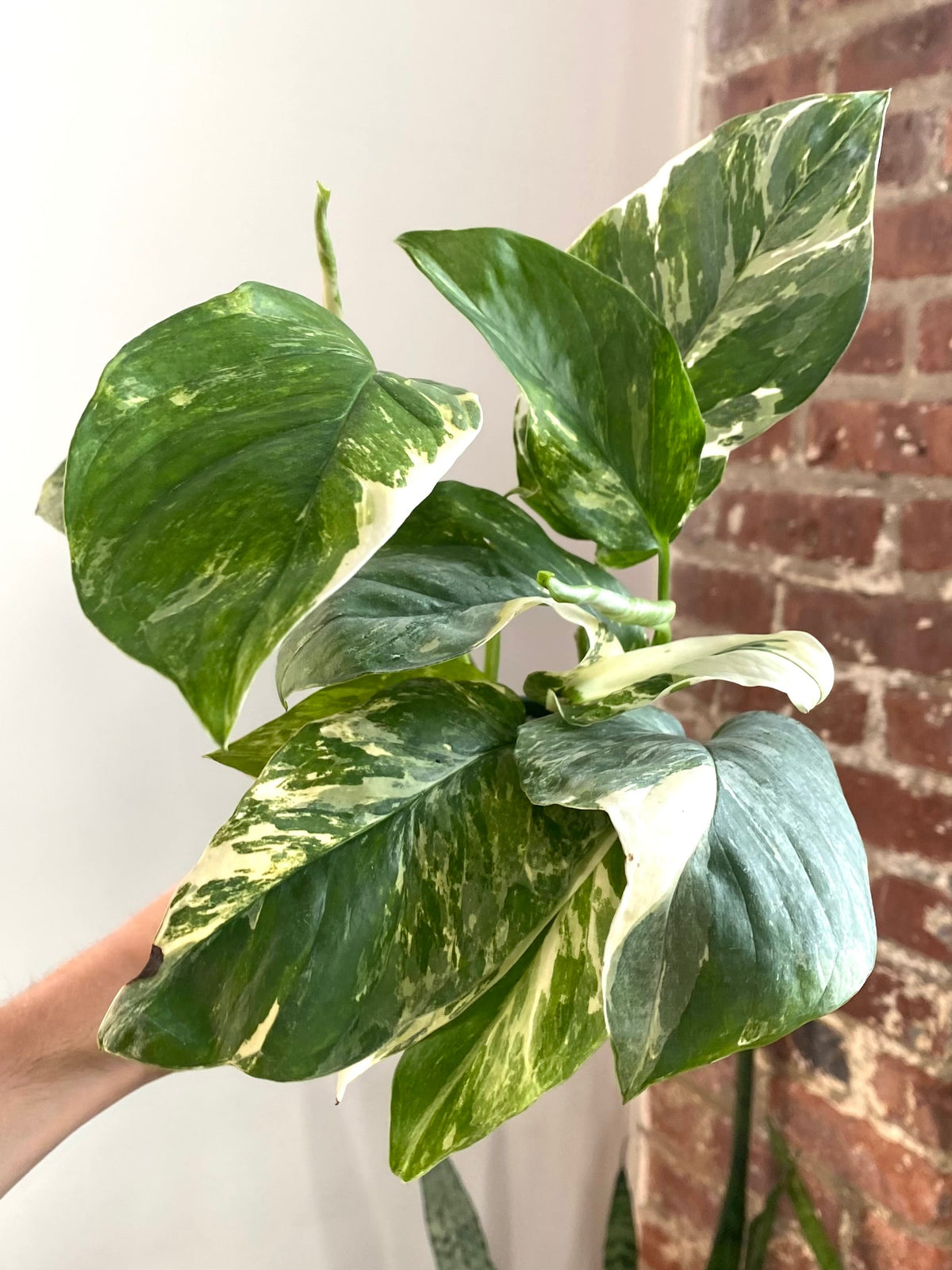 Monstera Lechleriana Variegata 4” Pot (Grower’s Choice)
