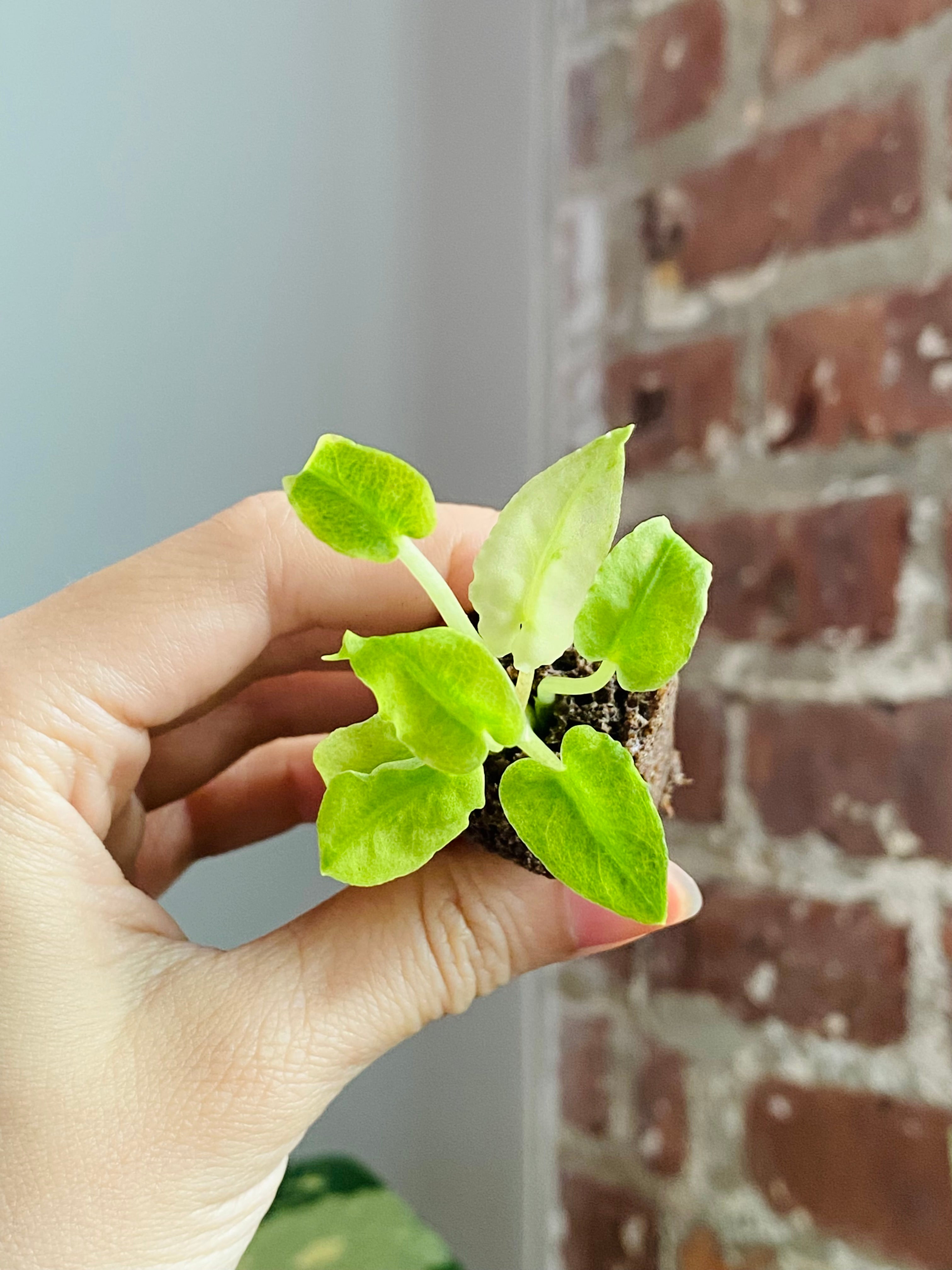 Alocasia Lautterbachiana Mint