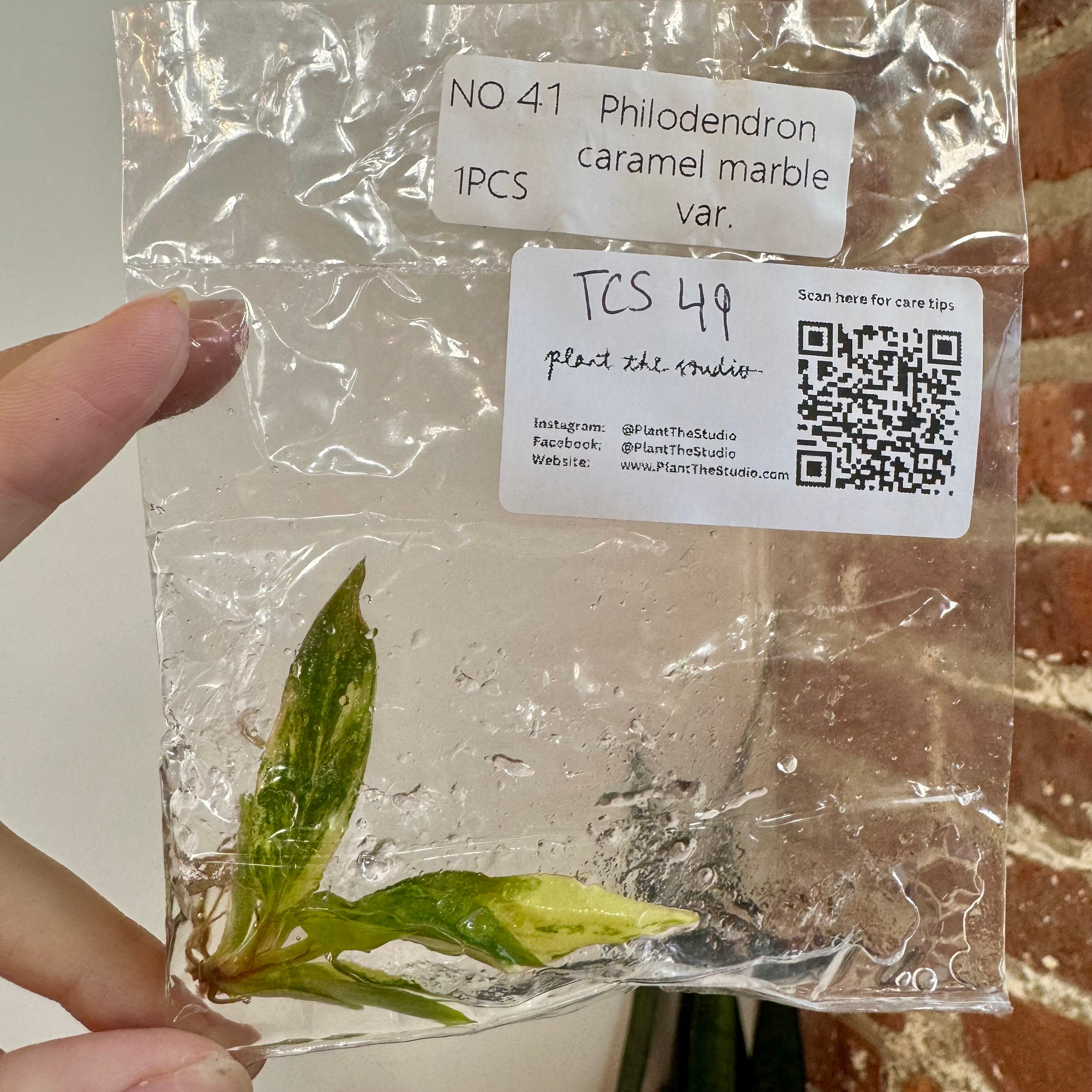 Philodendron Caramel Marble Var. TCS 49