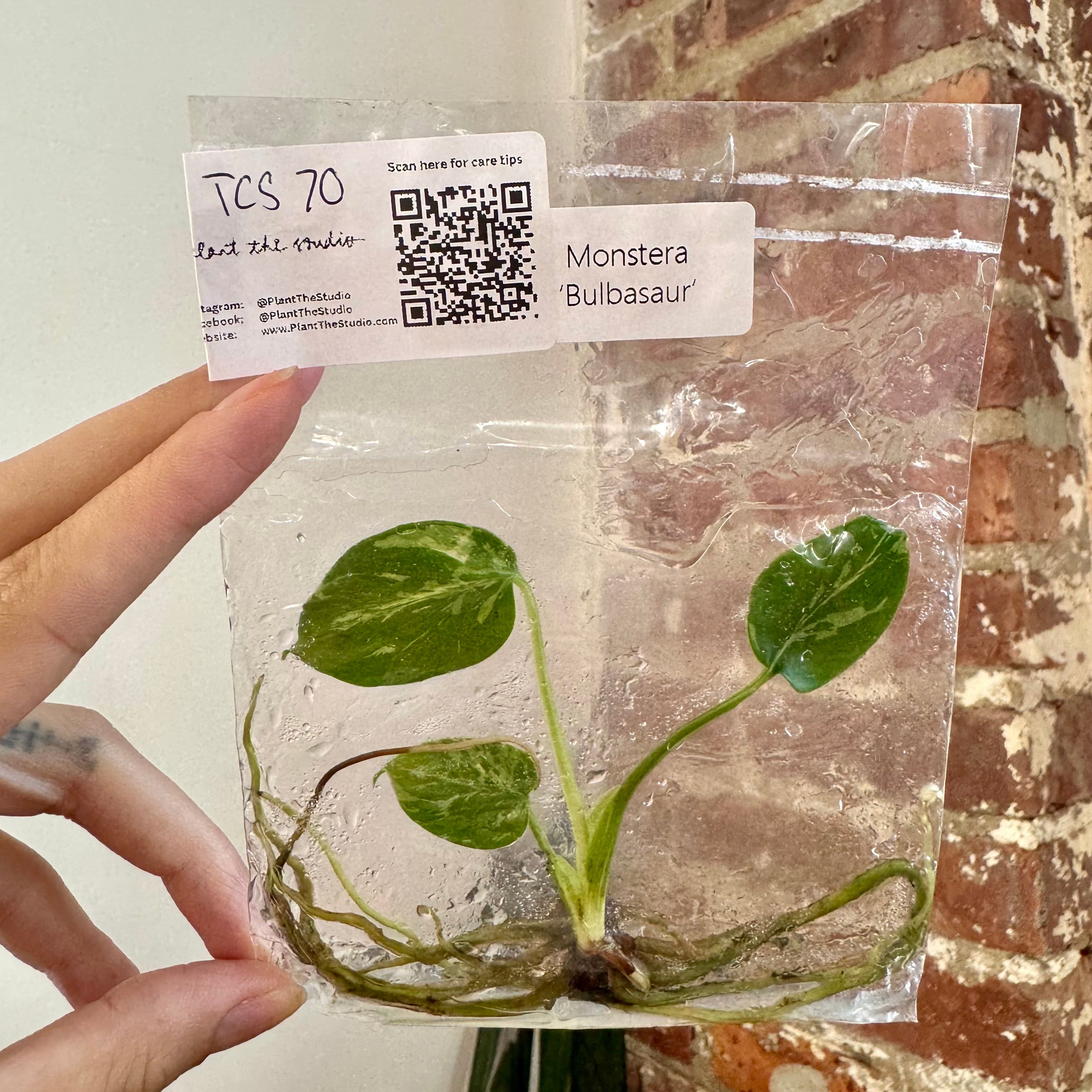 Monstera Bulbasaur TCS 70