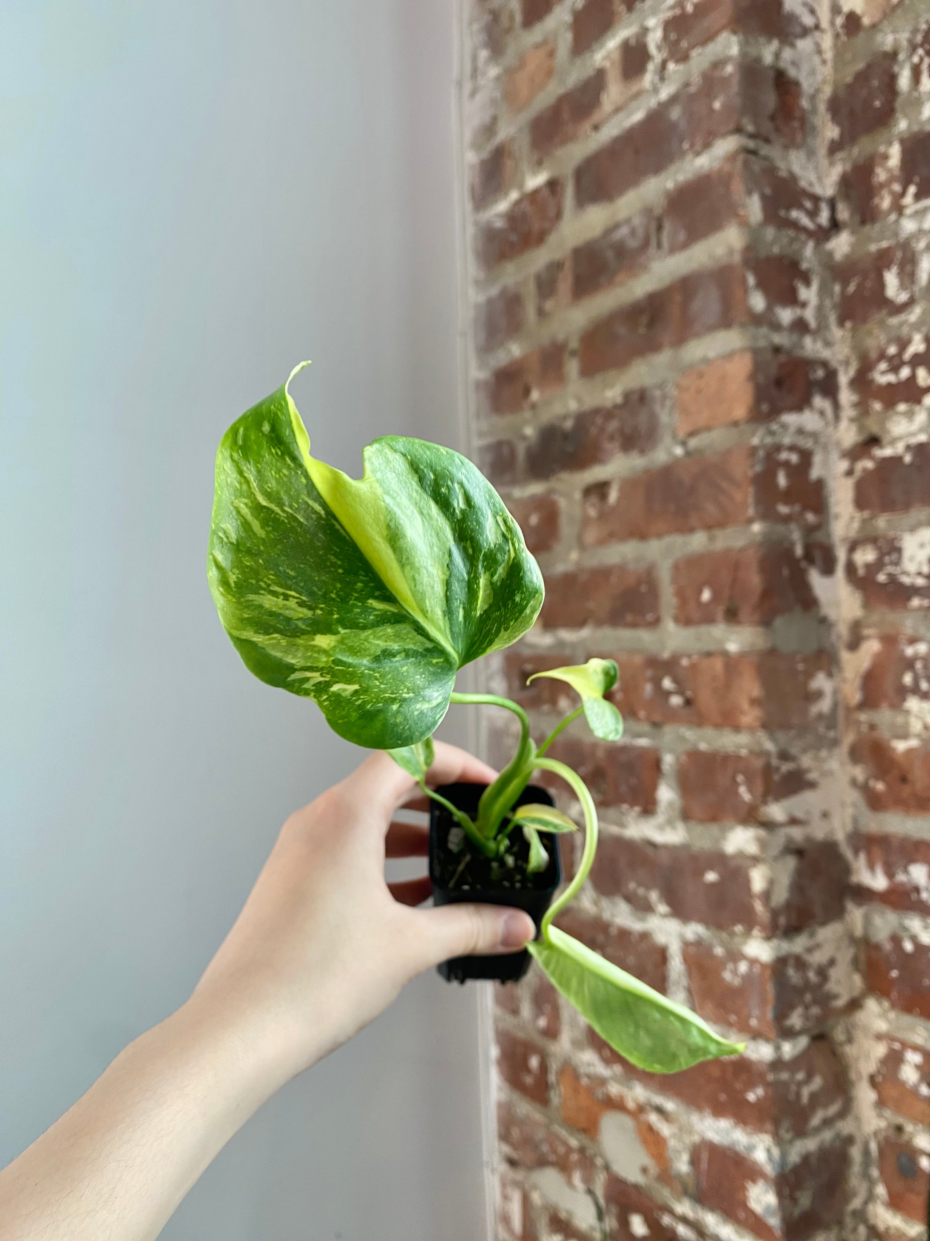 Monstera Electrolyte (Potted) 3036