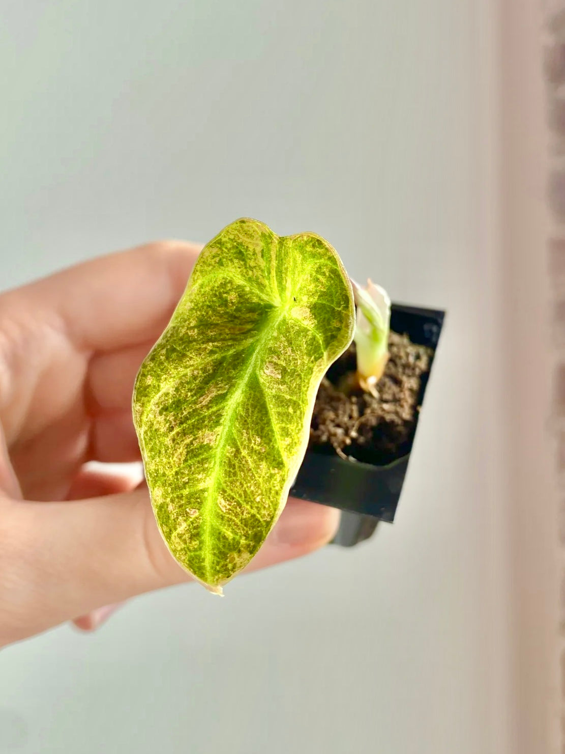 Alocasia Black Velvet Aurea / Gold 4321