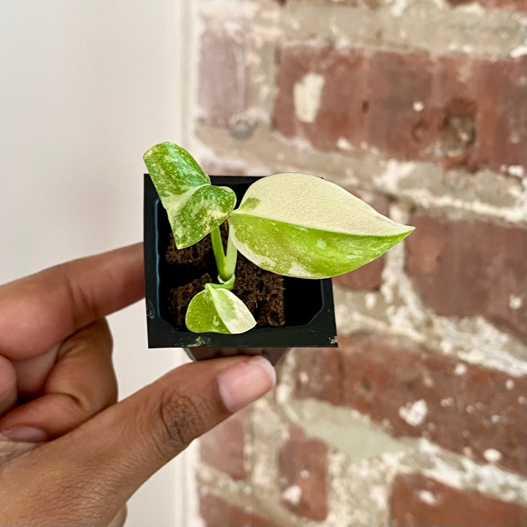 Monstera Legacy 4286
