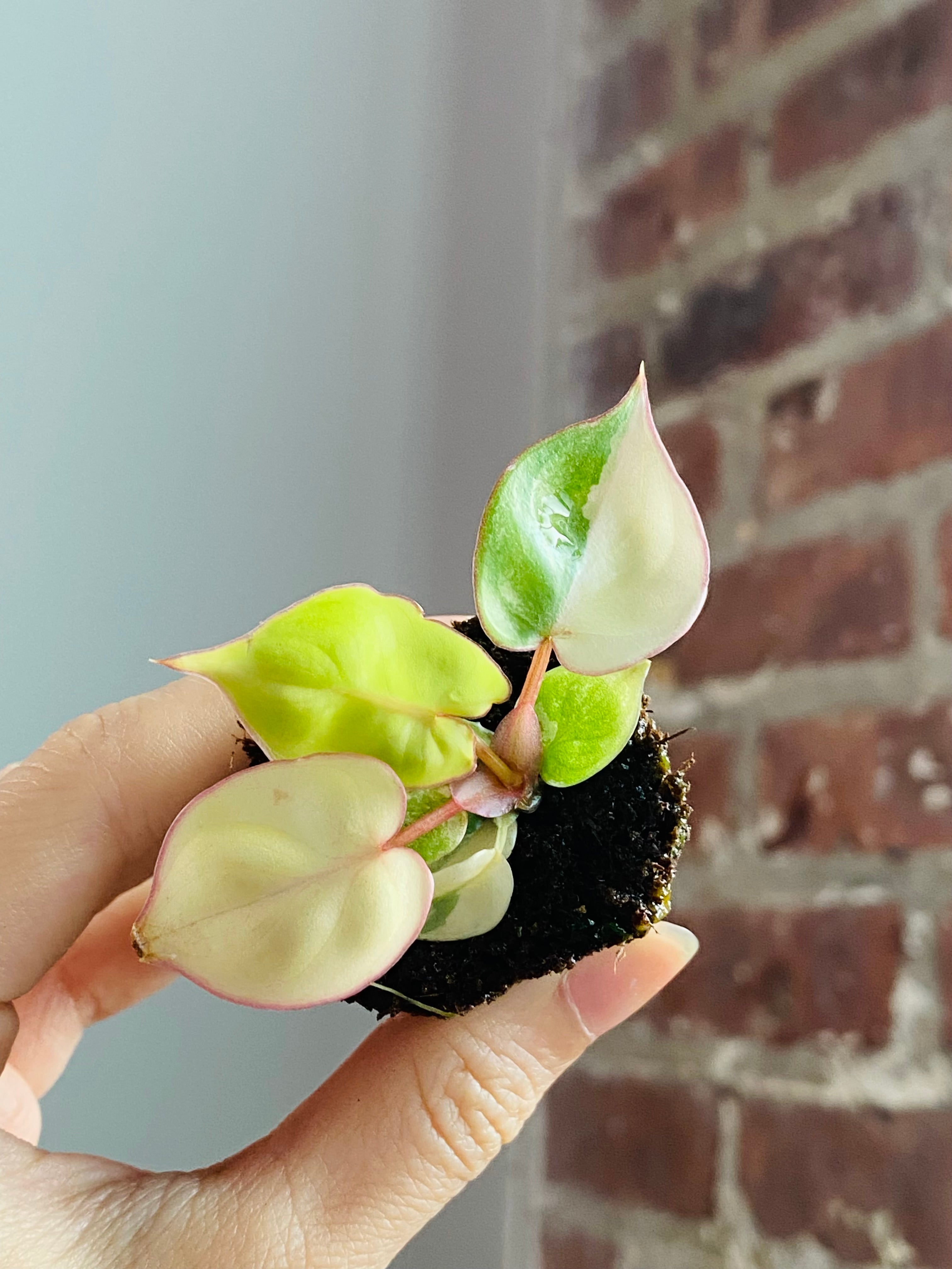 Philodendron Billietiae Var.