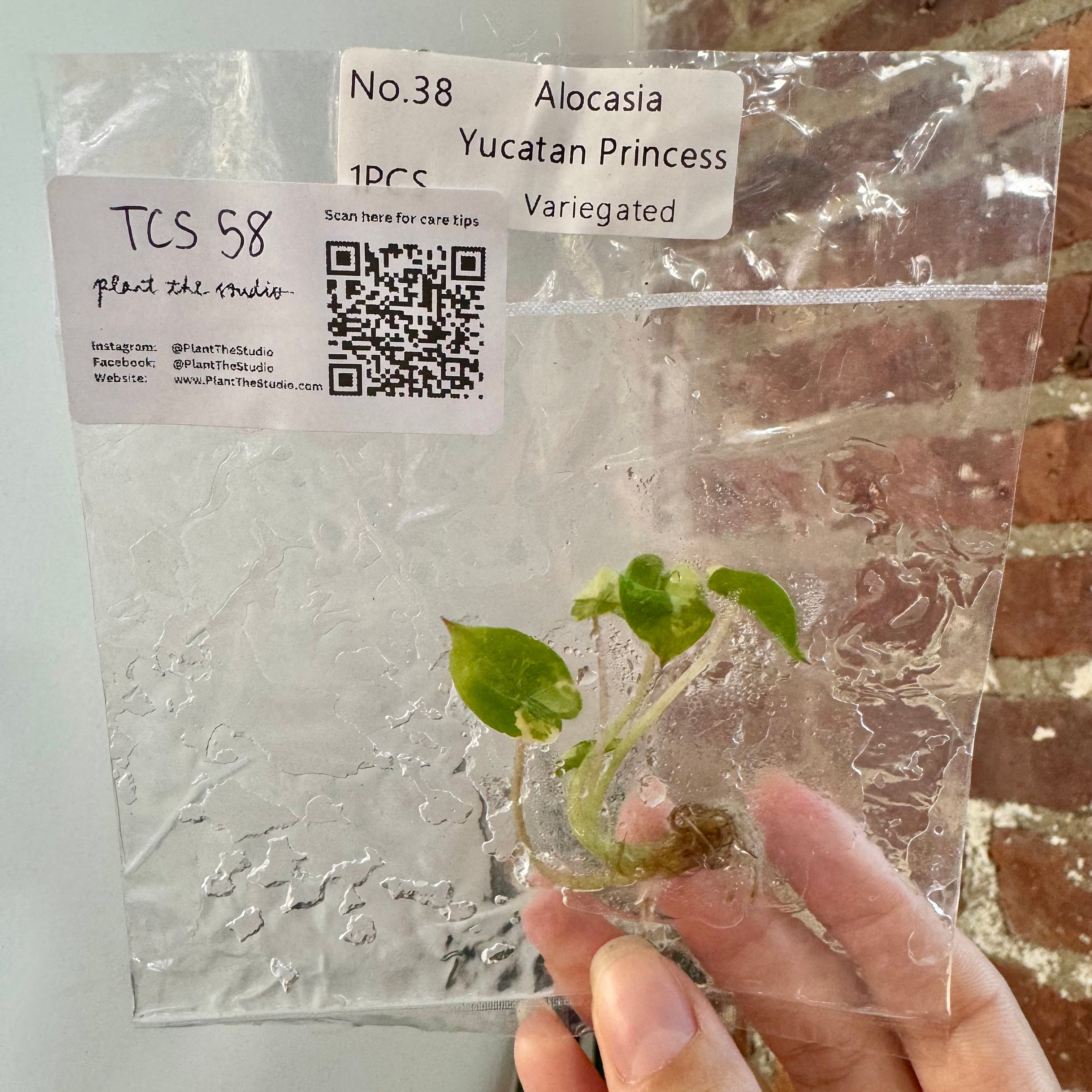 Alocasia Yucatan Princess Var. Albo TCS 58