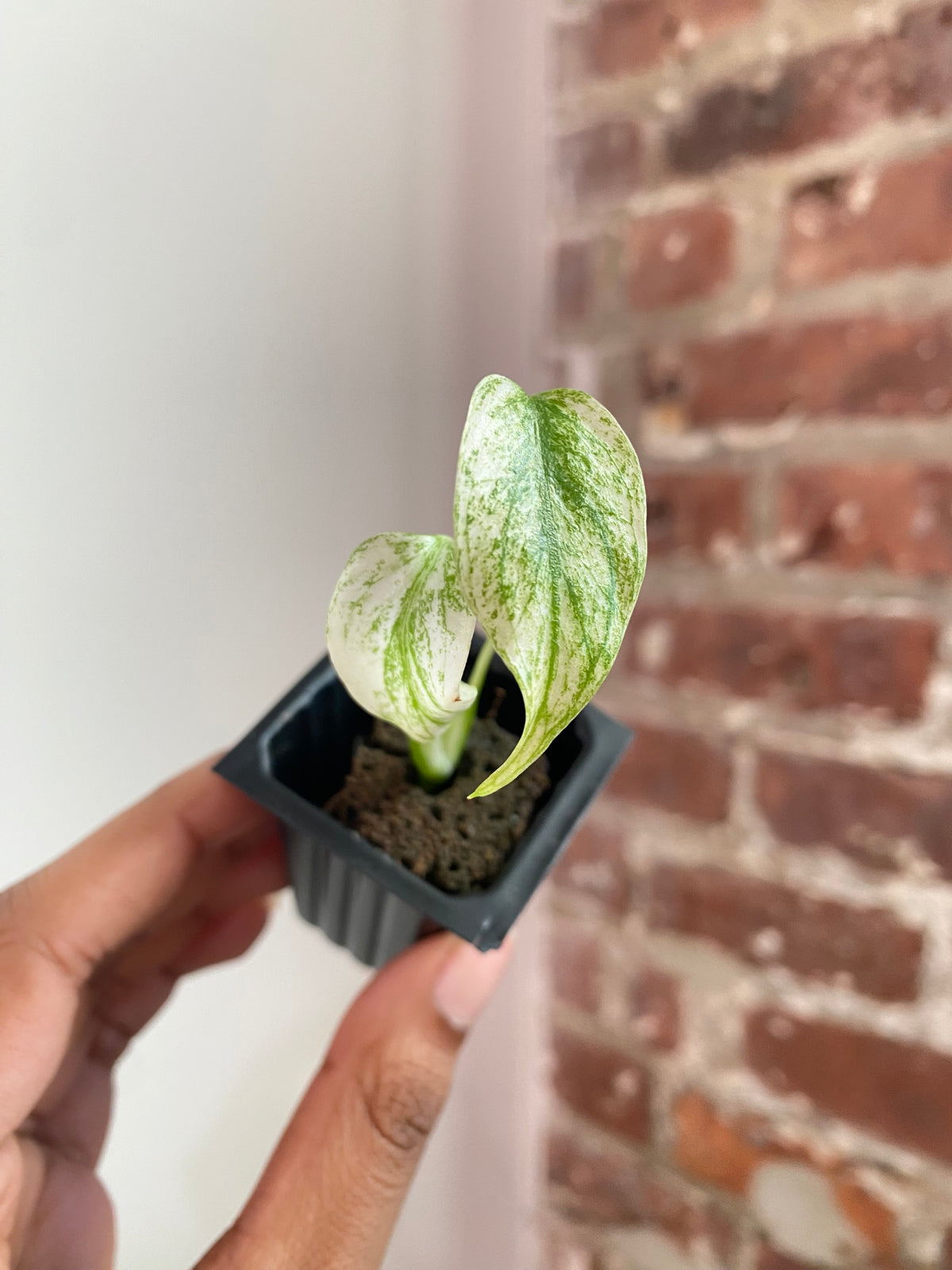Monstera Mint 3799