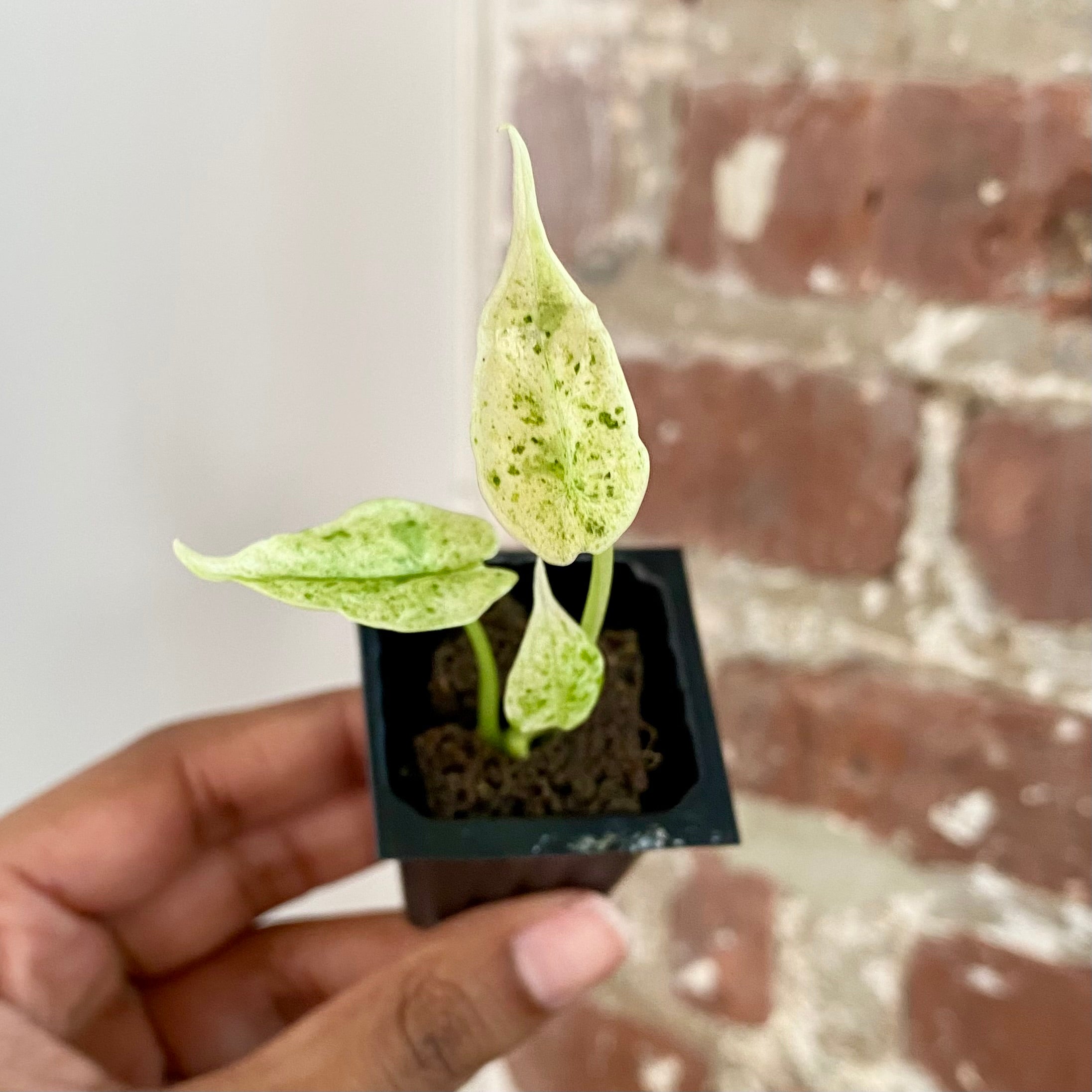 Alocasia Dragonscale Mint Variegated 4300