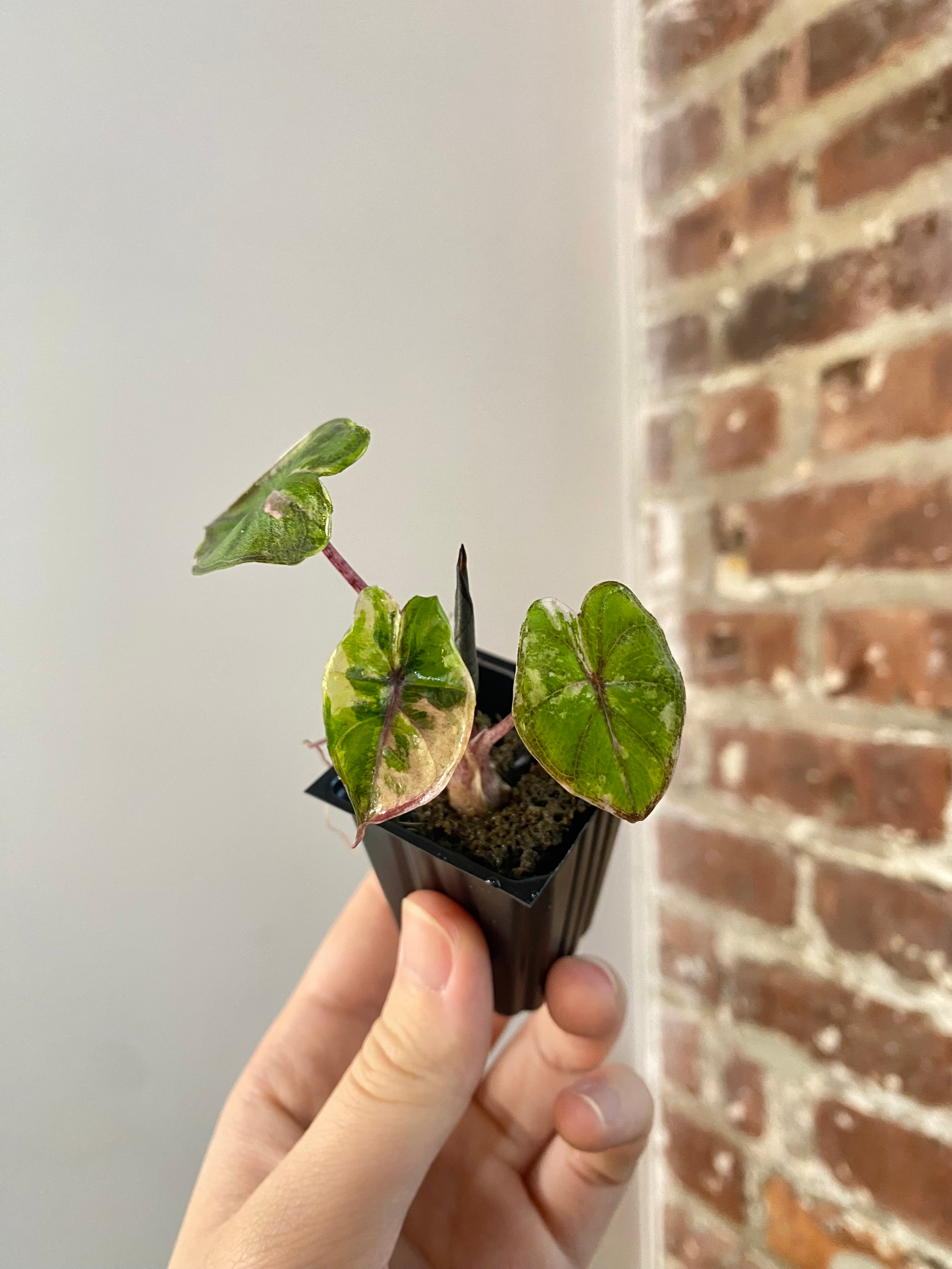 Alocasia Yucatan Princess Var. Albo 4856
