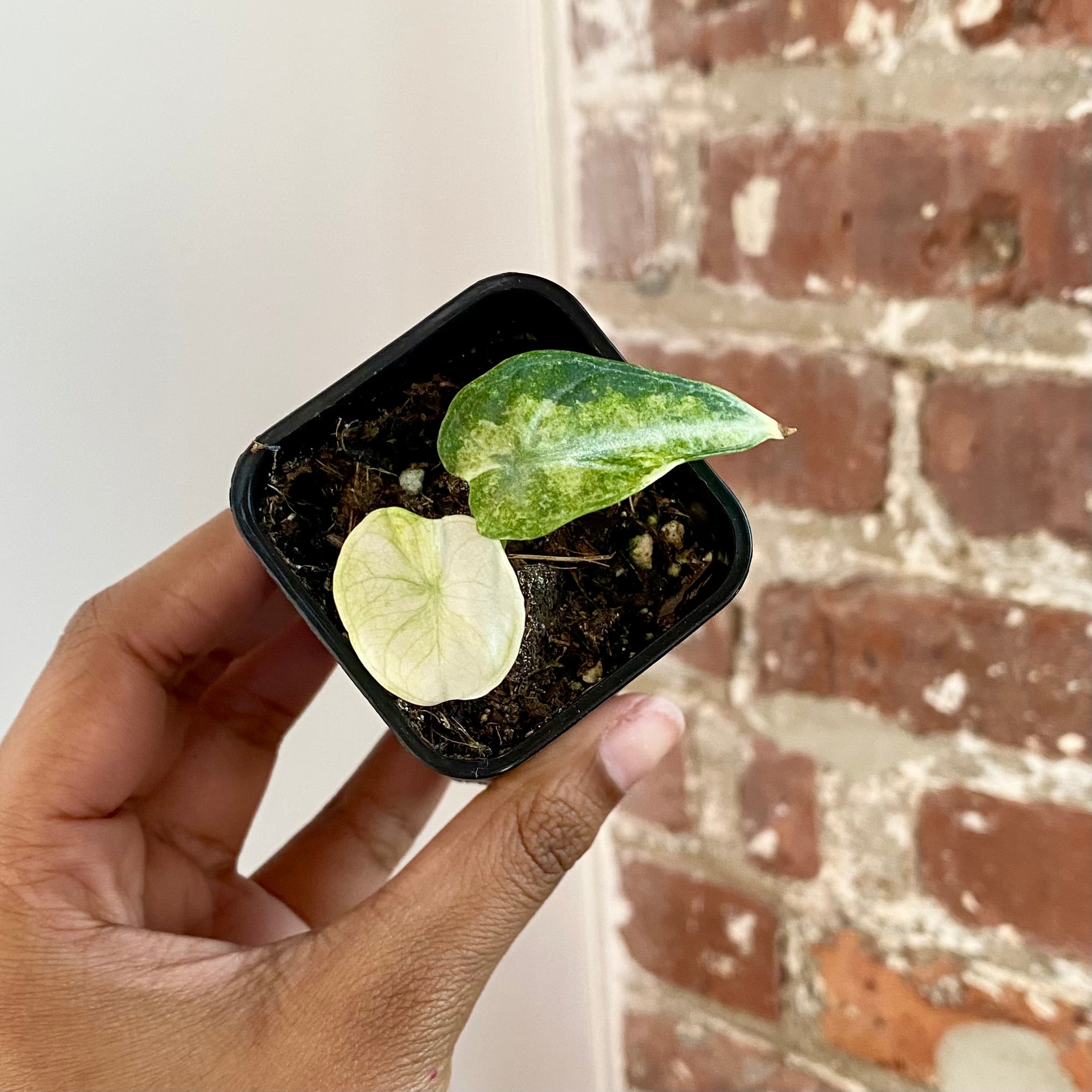 Alocasia Ninja Tricolor Potted 4294