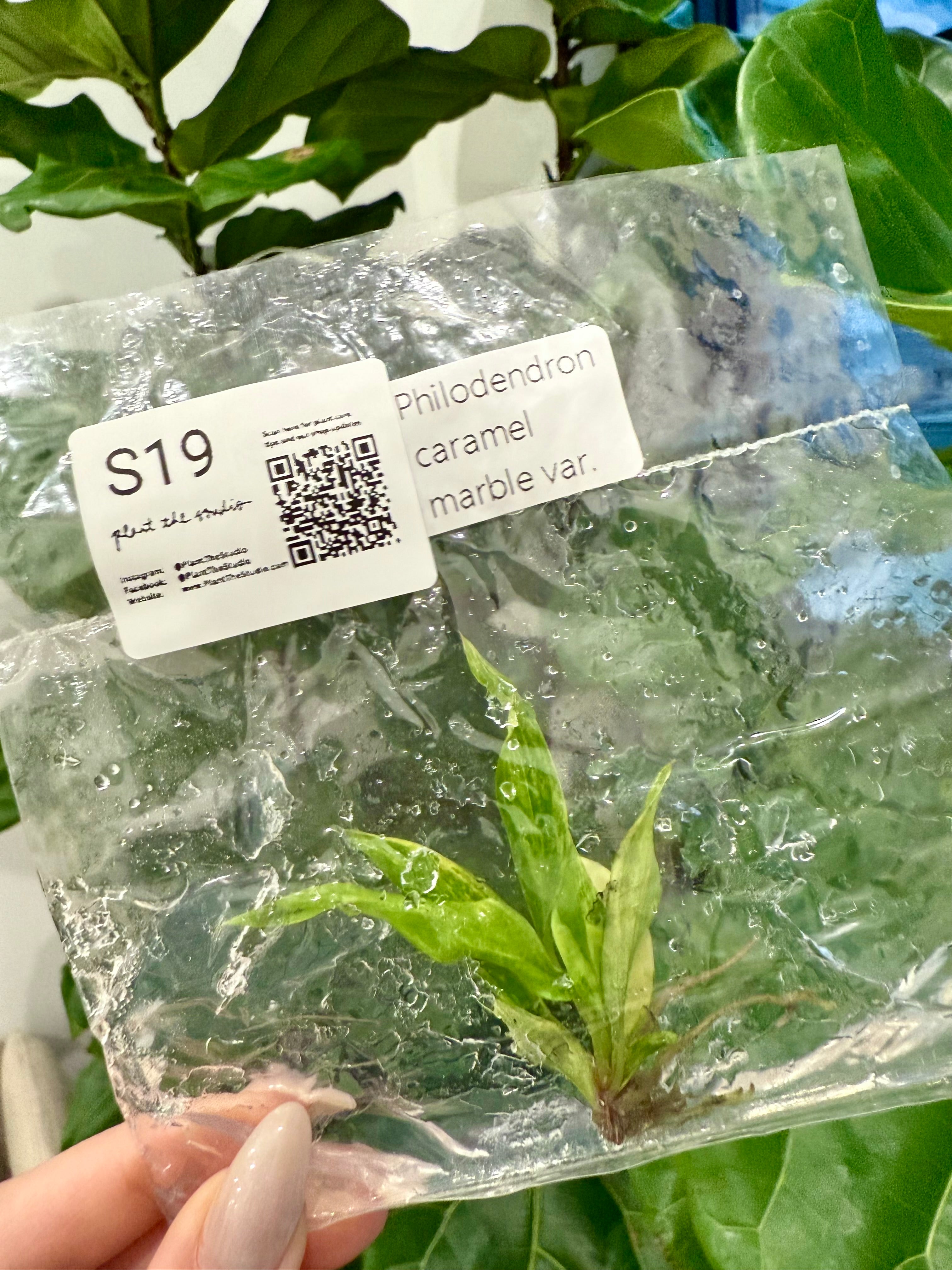 Philodendron Caramel Marble Var. TCS19