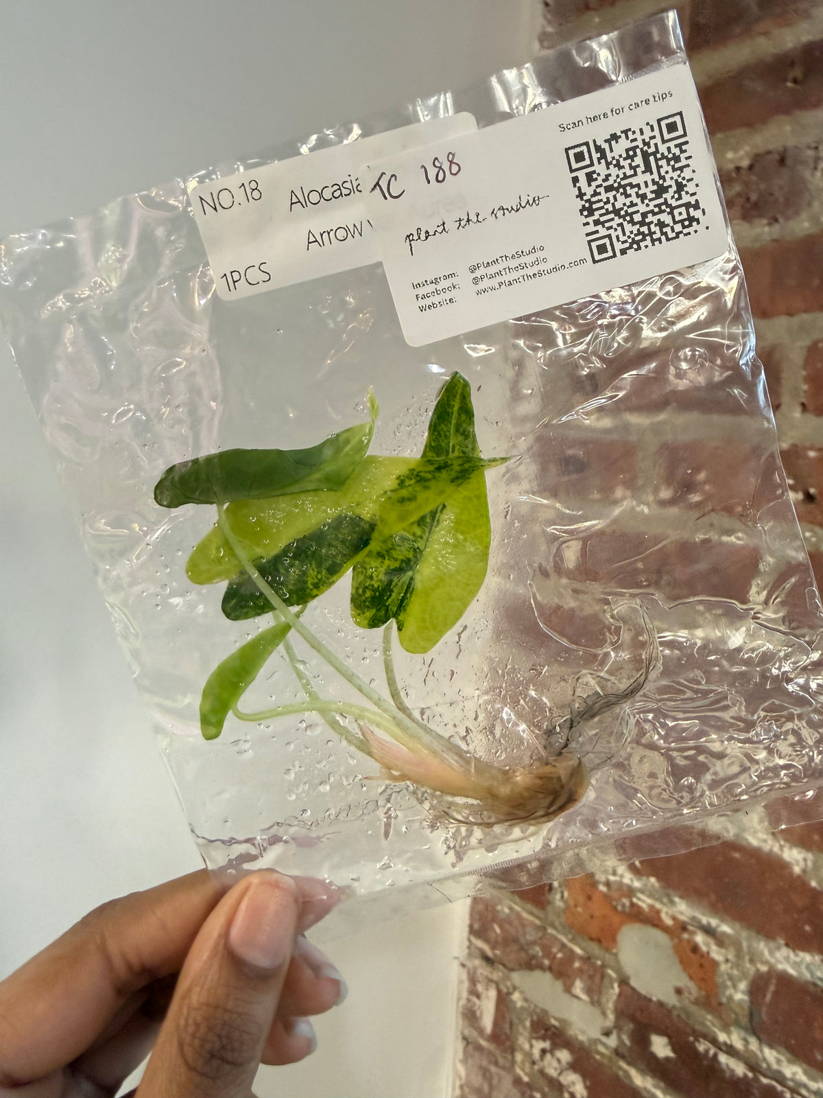 Alocasia Bambino Aurea TCS 188
