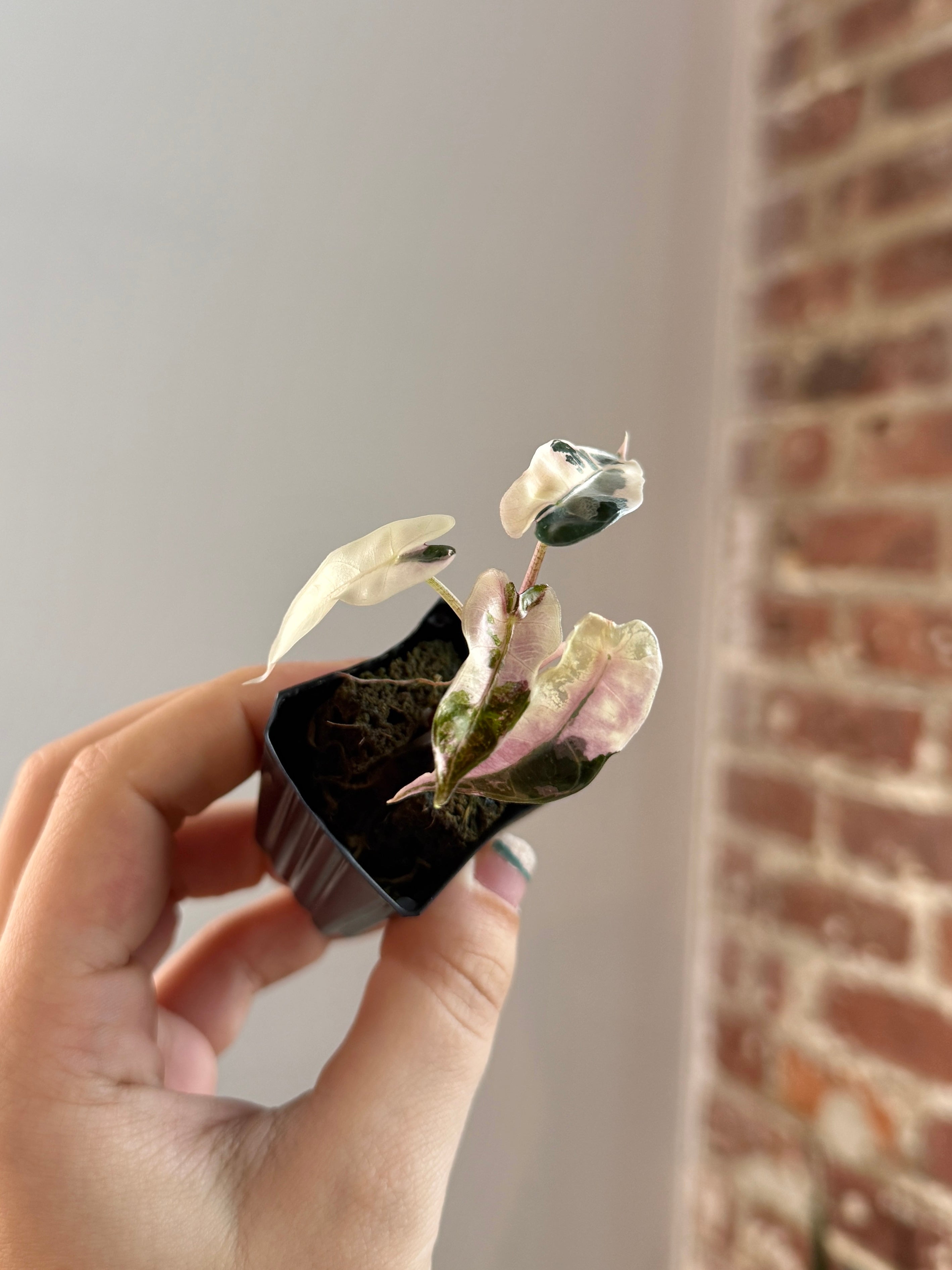 Alocasia Bambino Albo Pink 3142