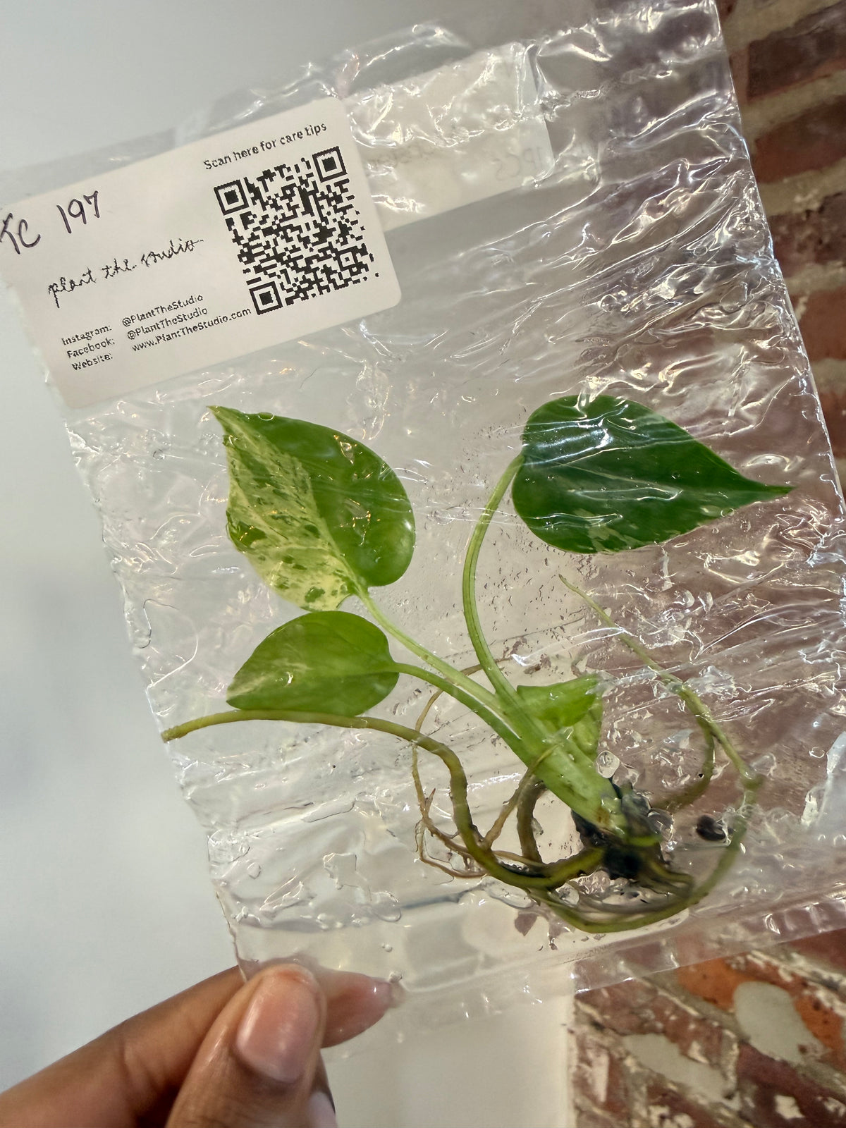 Monstera Bulbasaur TCS 197