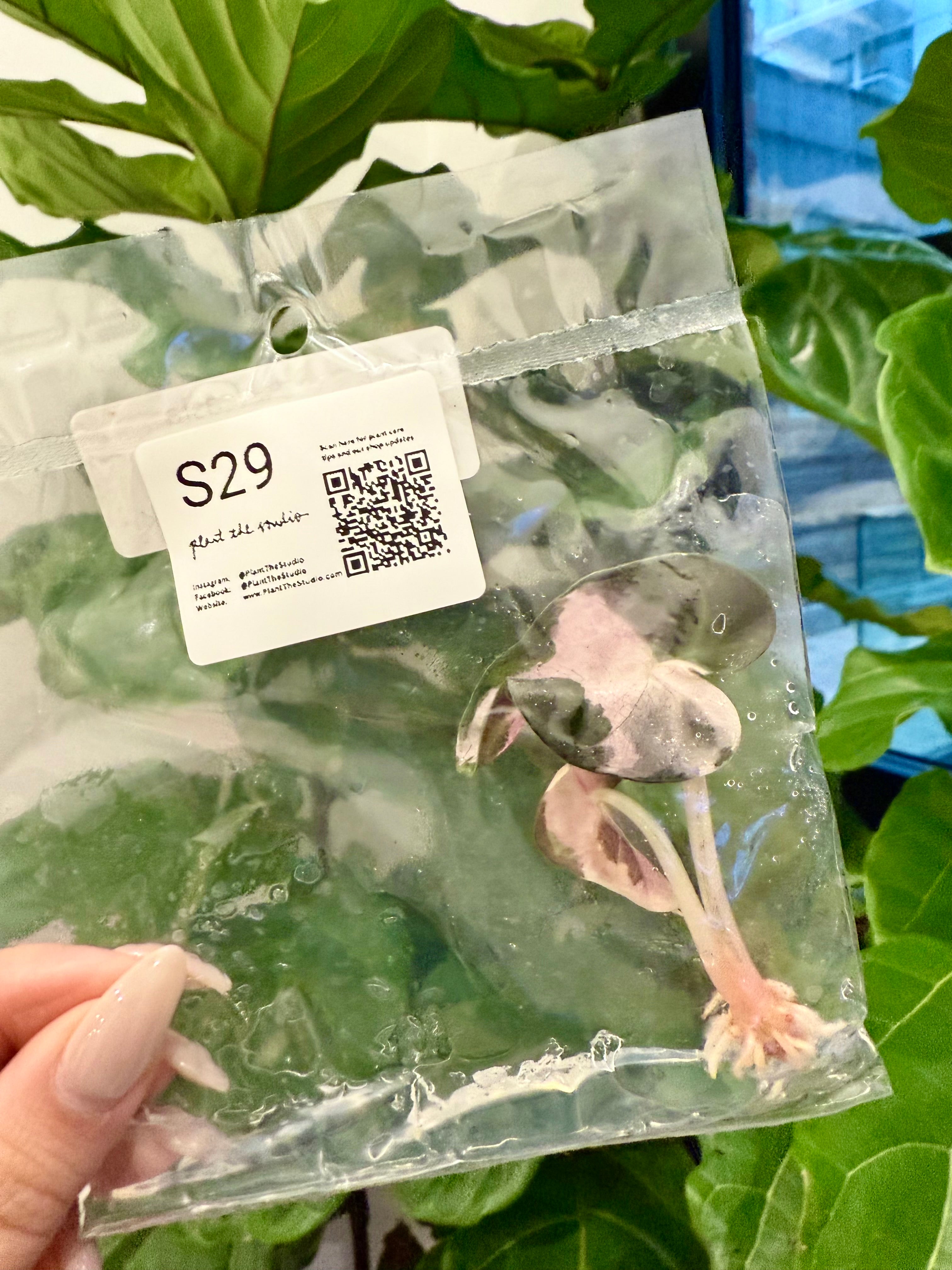 Alocasia Balloon Heart Pink Var TCS29