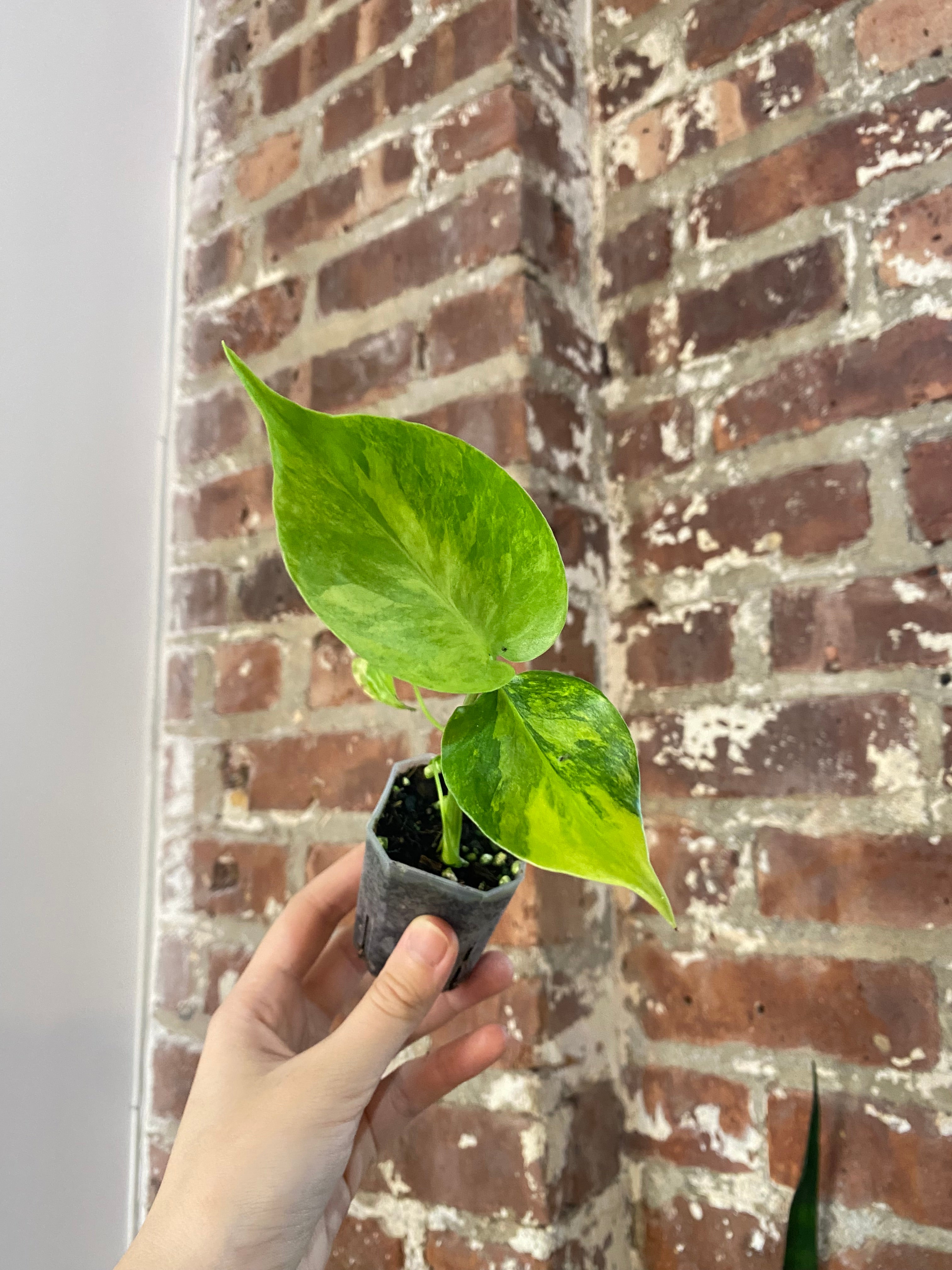 Monstera Aurea (Potted) 4868