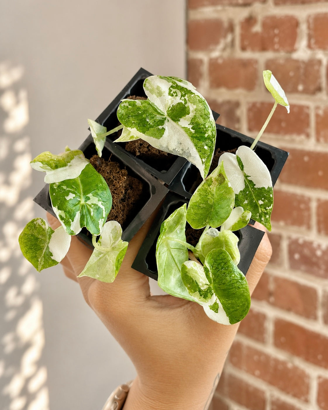 Alocasia Frydek Albo (Grower&