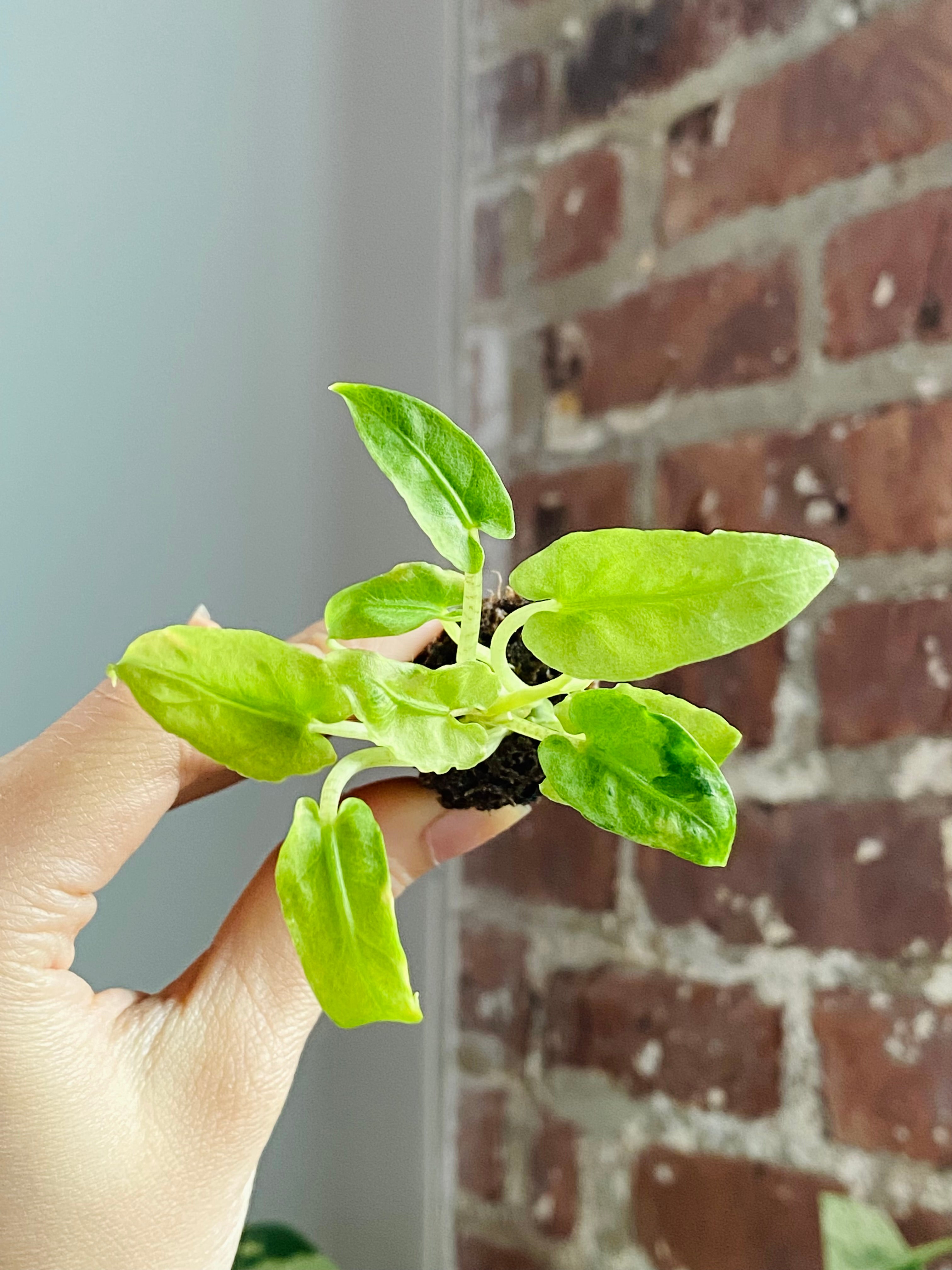 Alocasia Lautterbachiana Mint