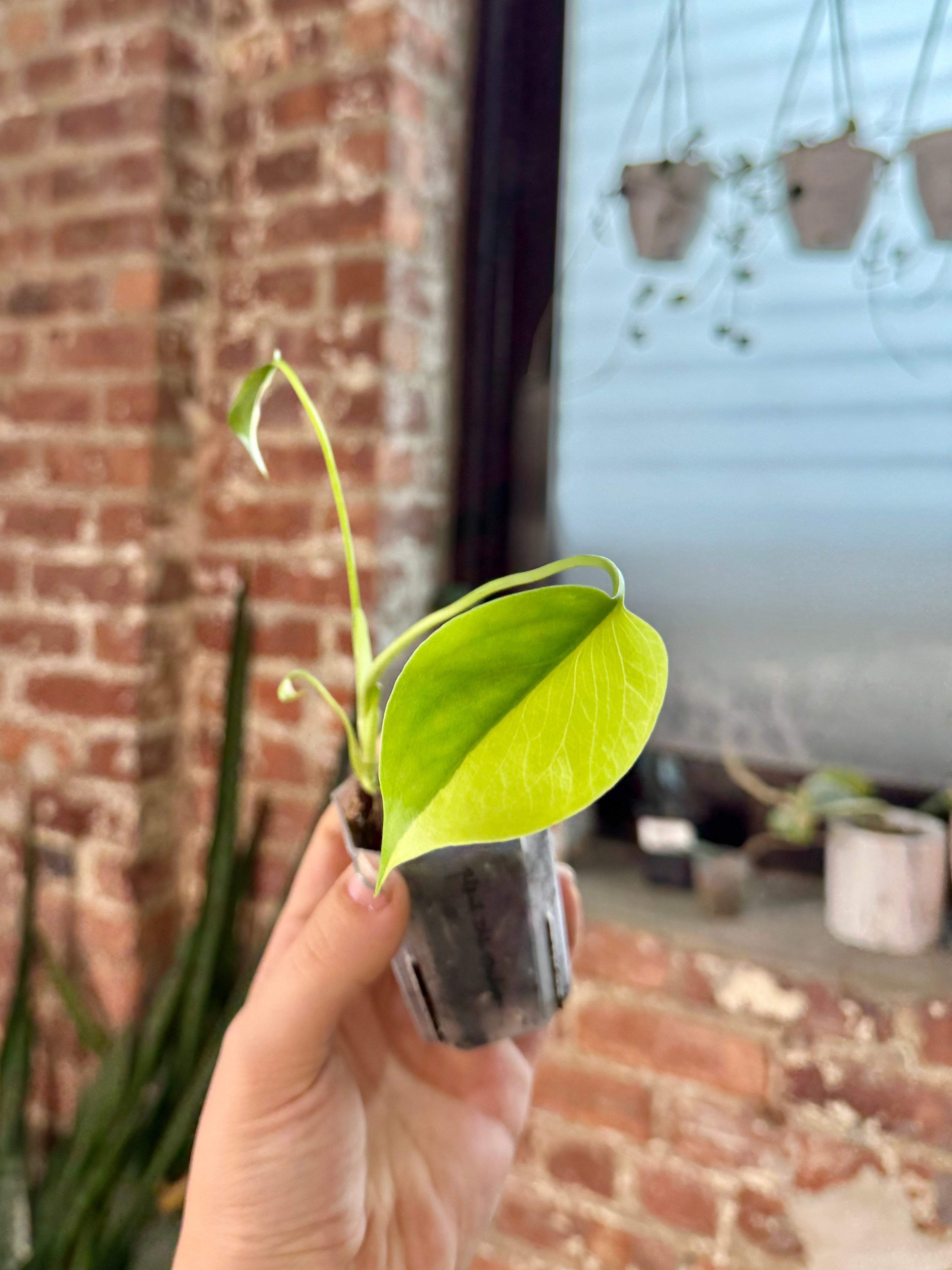 Monstera Aurea (Potted) 3149