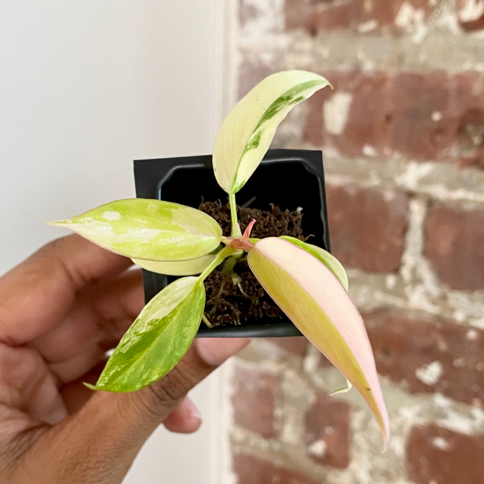 Philodendron Florida Beauty x Tortum 4312