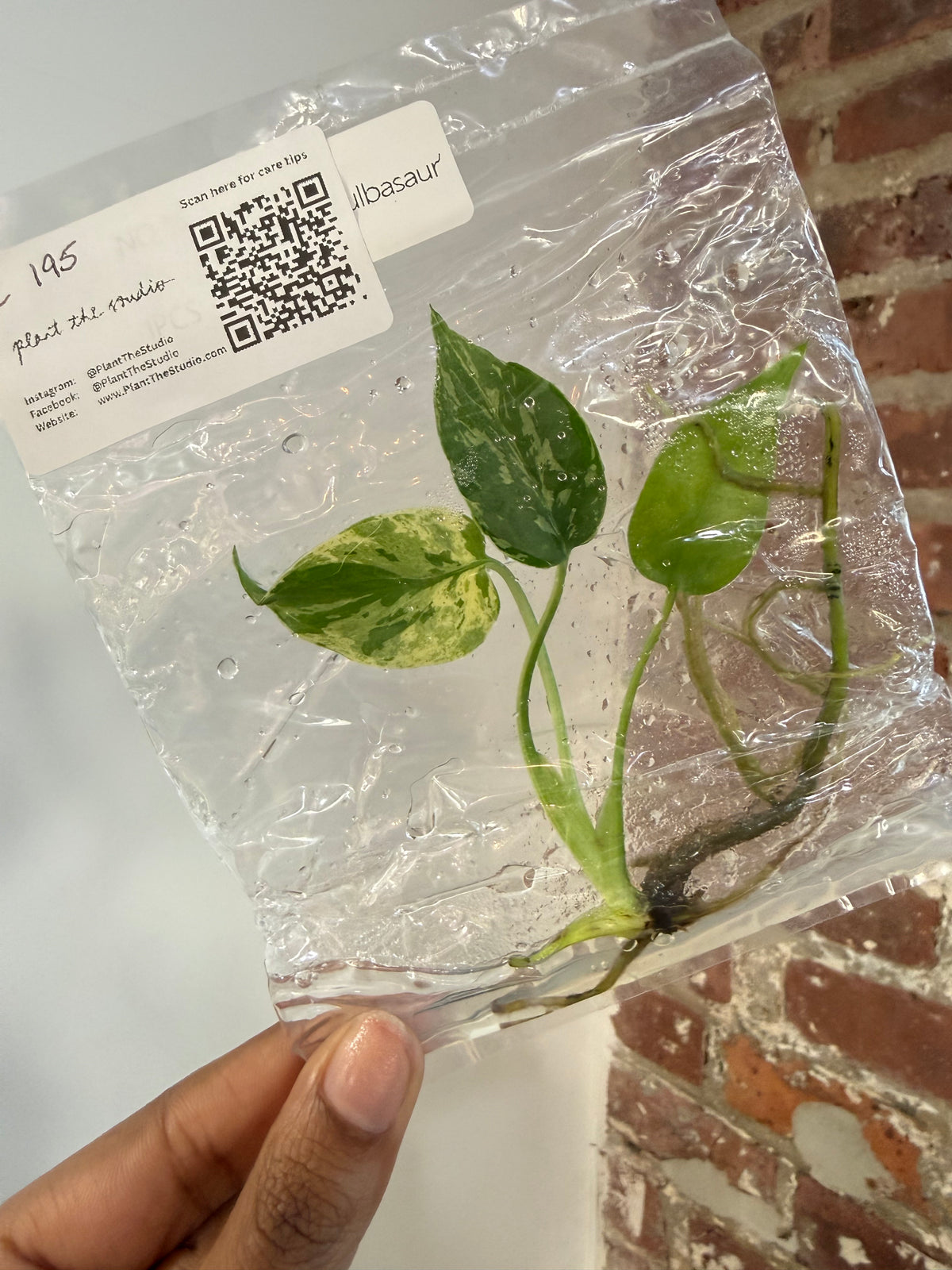 Monstera Bulbasaur TCS 195