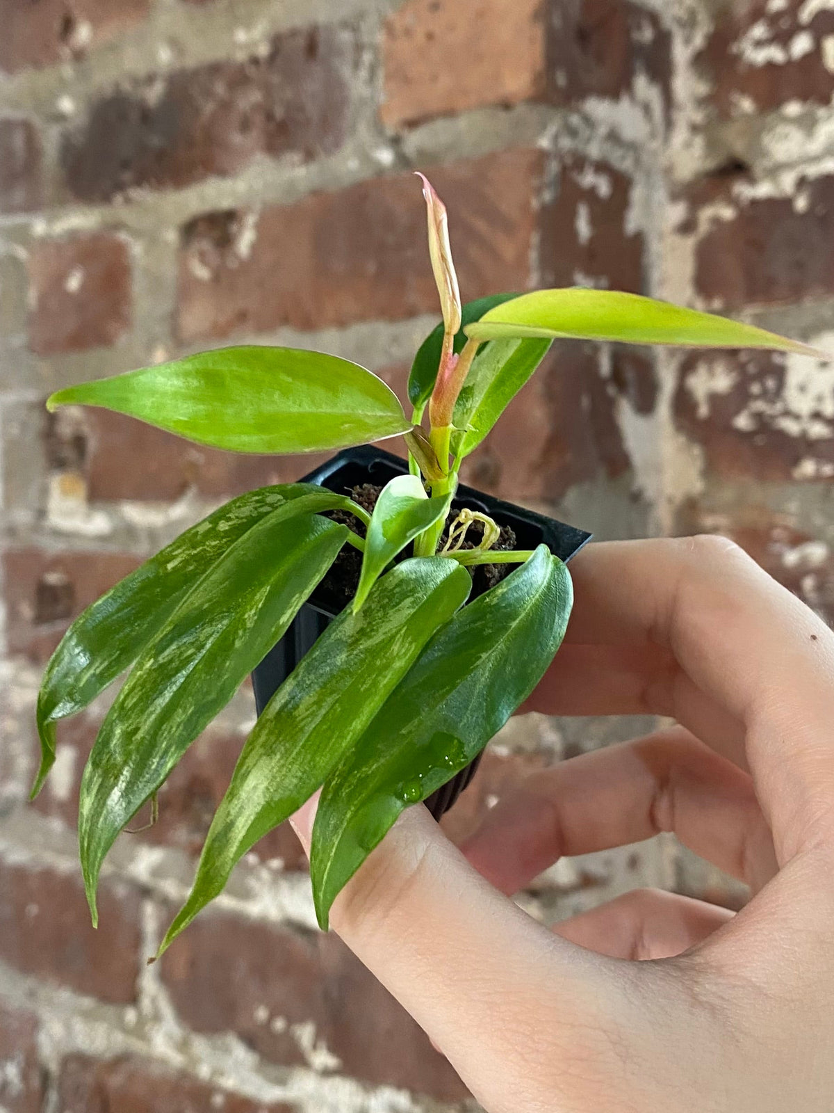Philodendron Florida Beauty x Tortum 3023