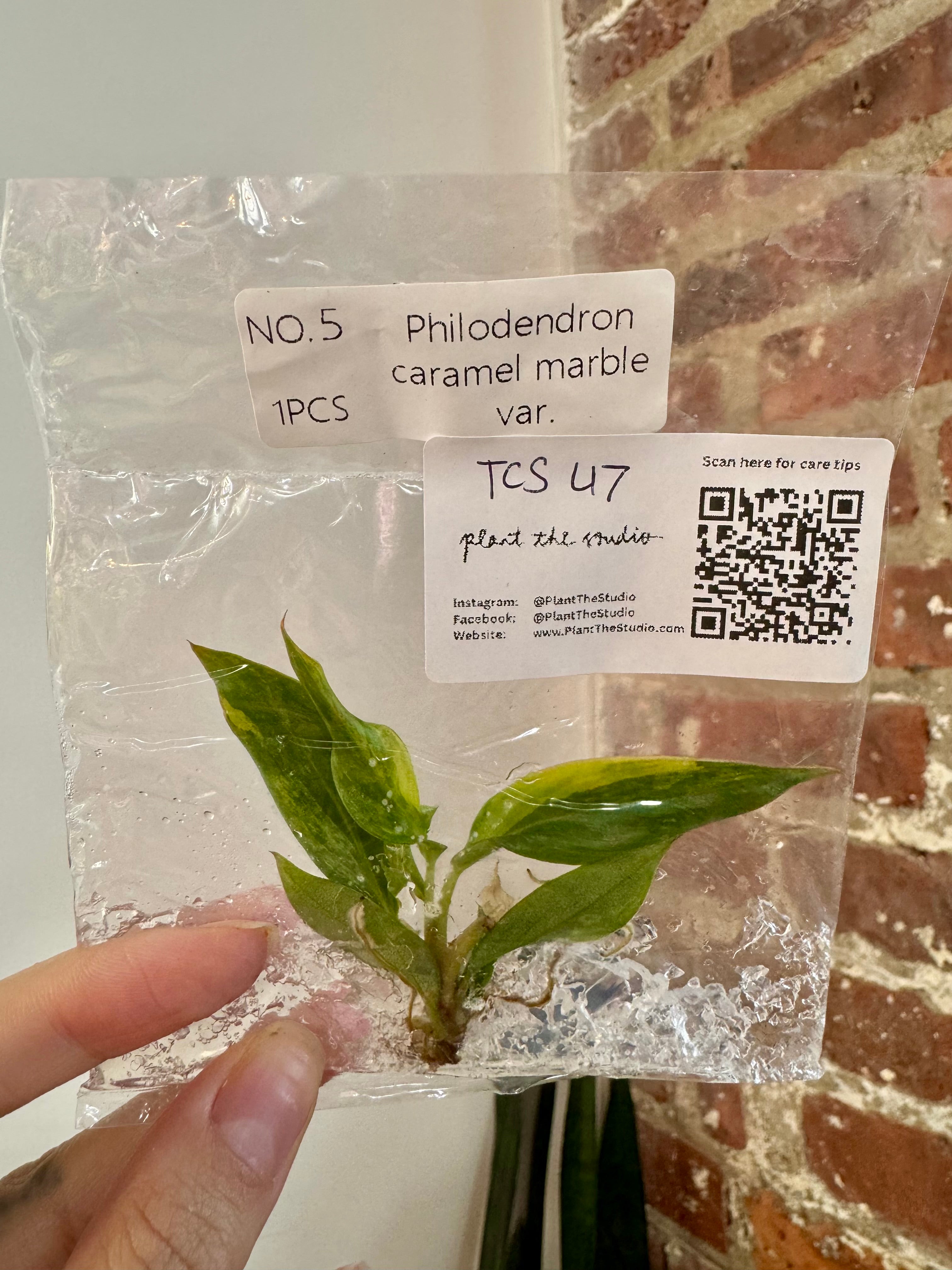 Philodendron Caramel Marble Var. TCS 47