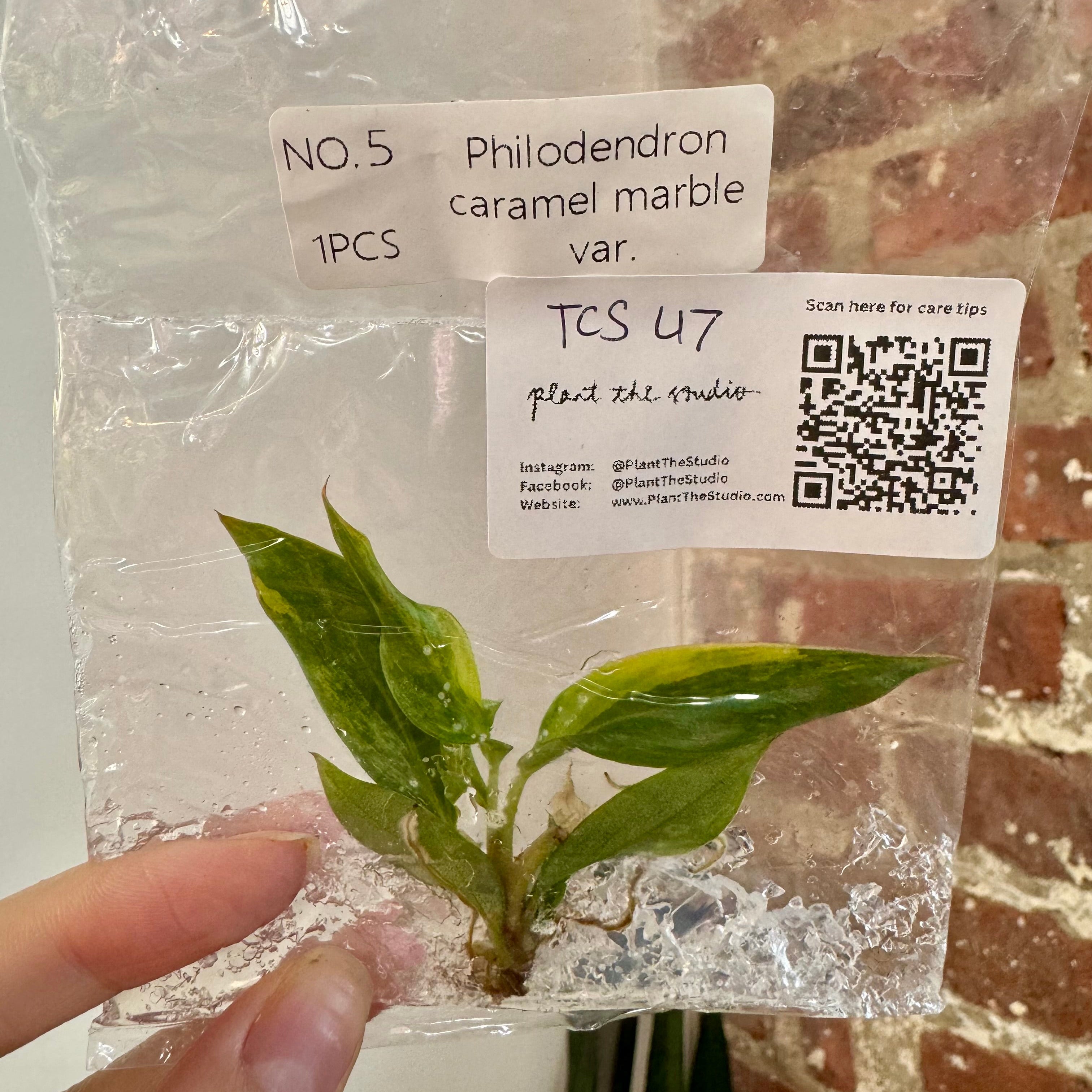 Philodendron Caramel Marble Var. TCS 47