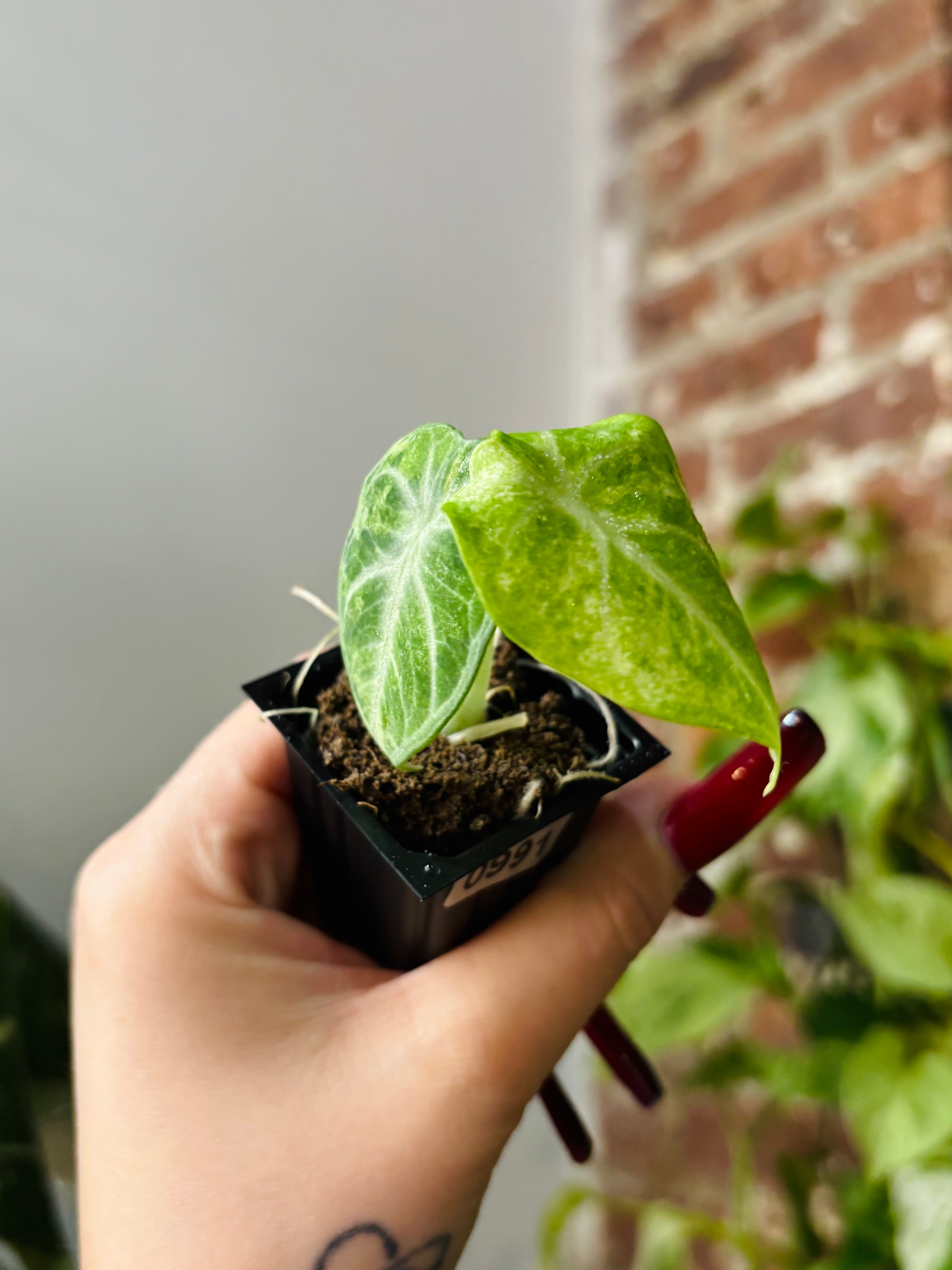 Alocasia Ninja Tricolor 0992