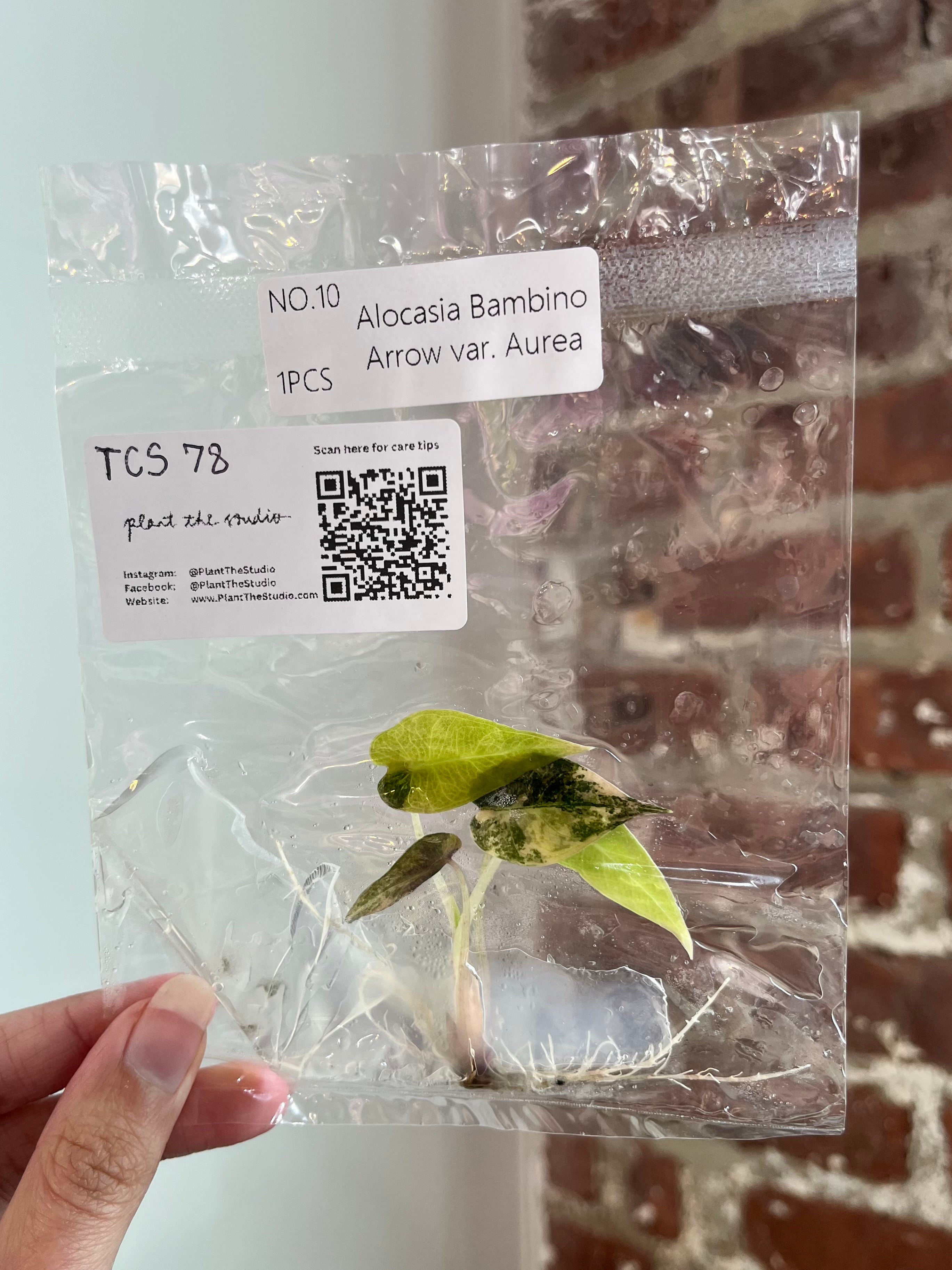 Alocasia Bambino Aurea TCS 78