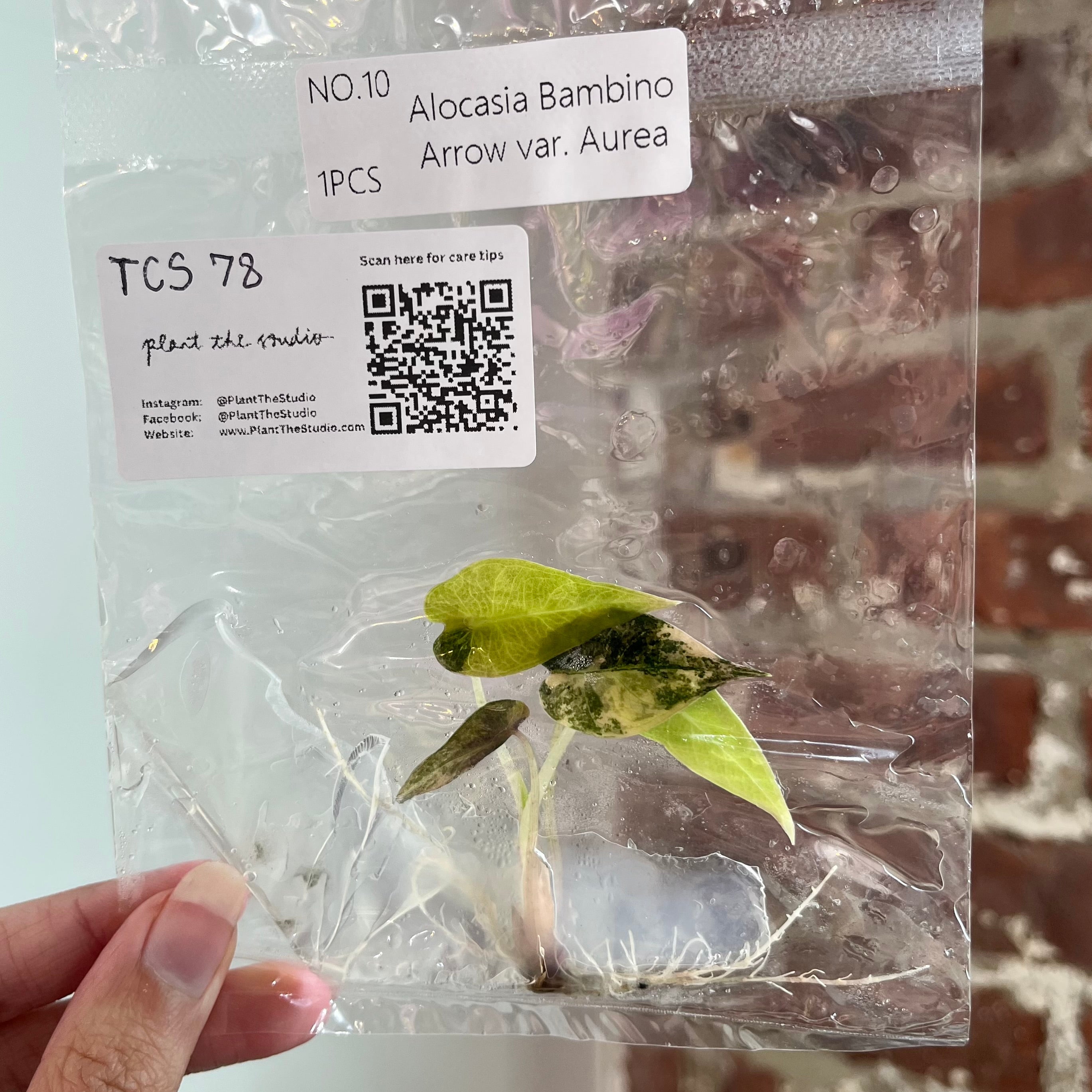 Alocasia Bambino Aurea TCS 78