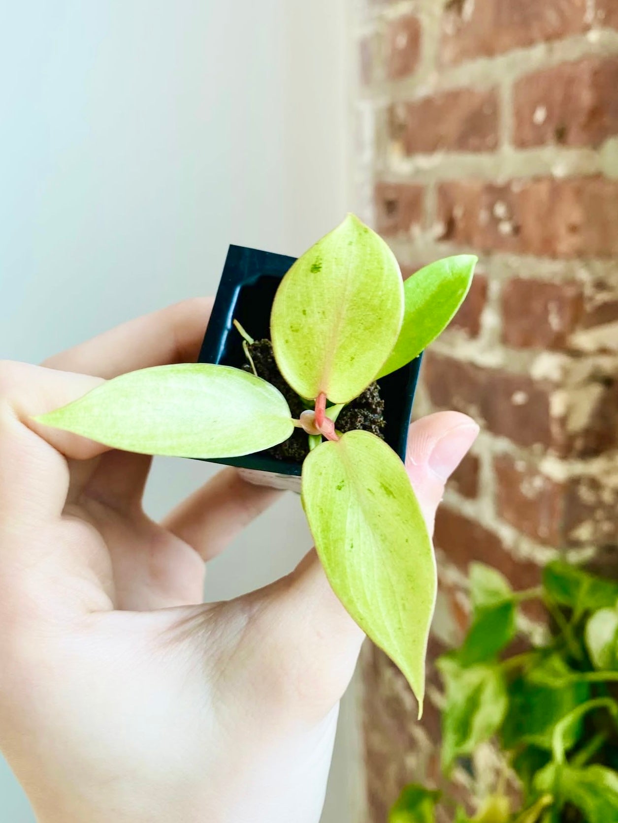 Philodendron Snowdrift (Grower&