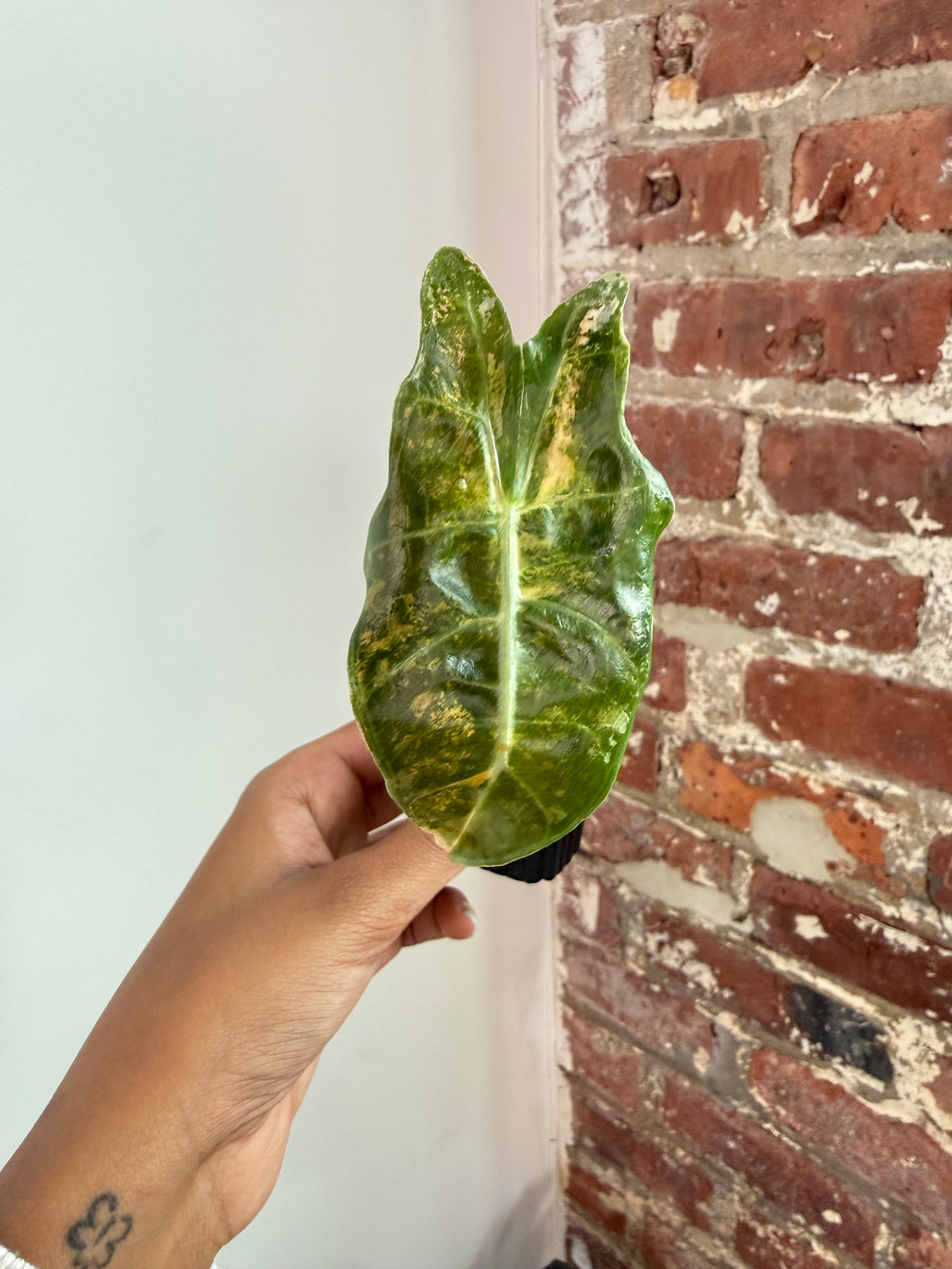 Alocasia Sanderiana Bull 3937