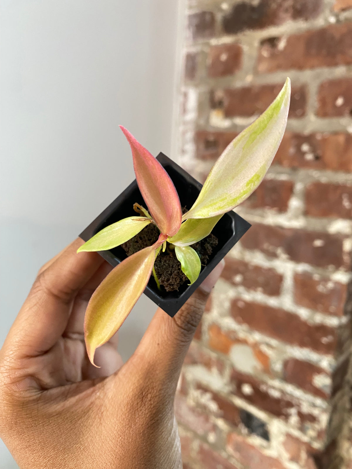 Philodendron Florida Beauty x Tortum 3694