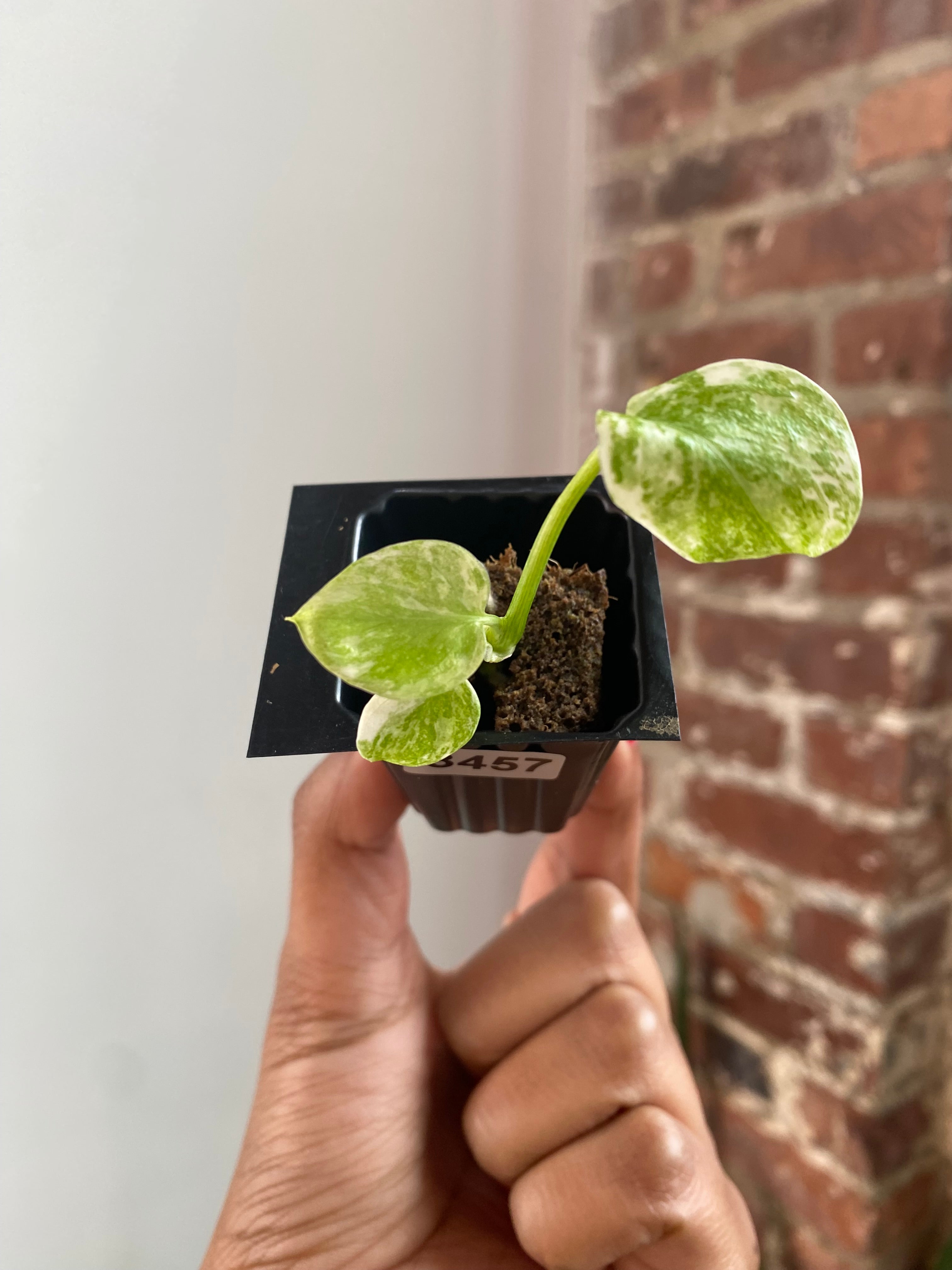 Monstera Legacy 3457