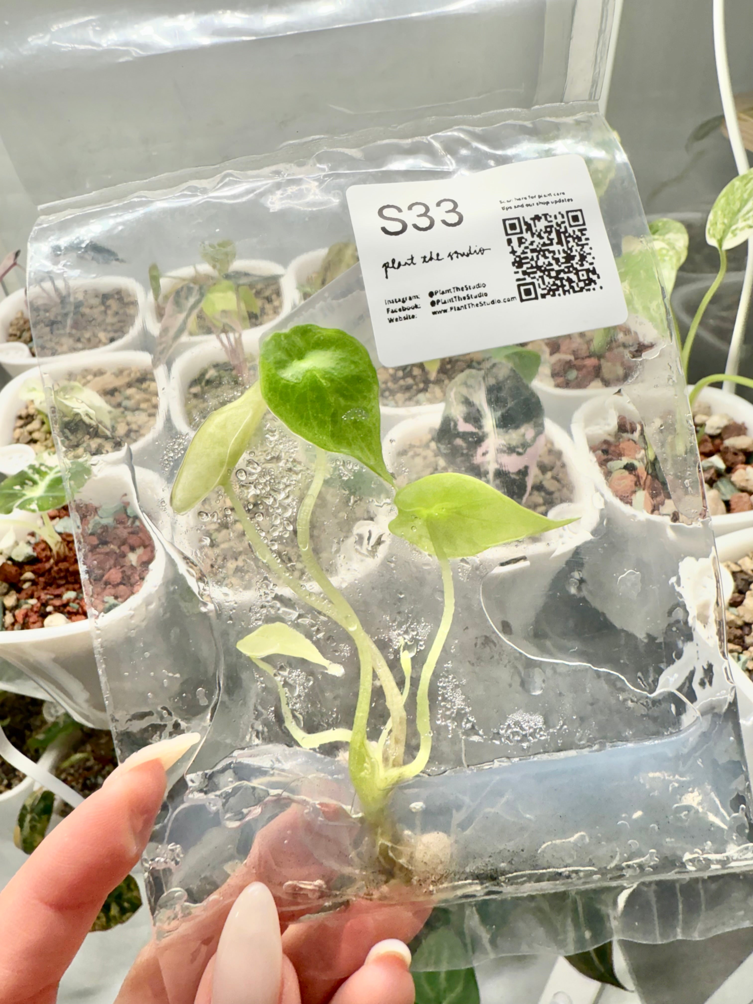 Alocasia Scalprum Mint TCS33