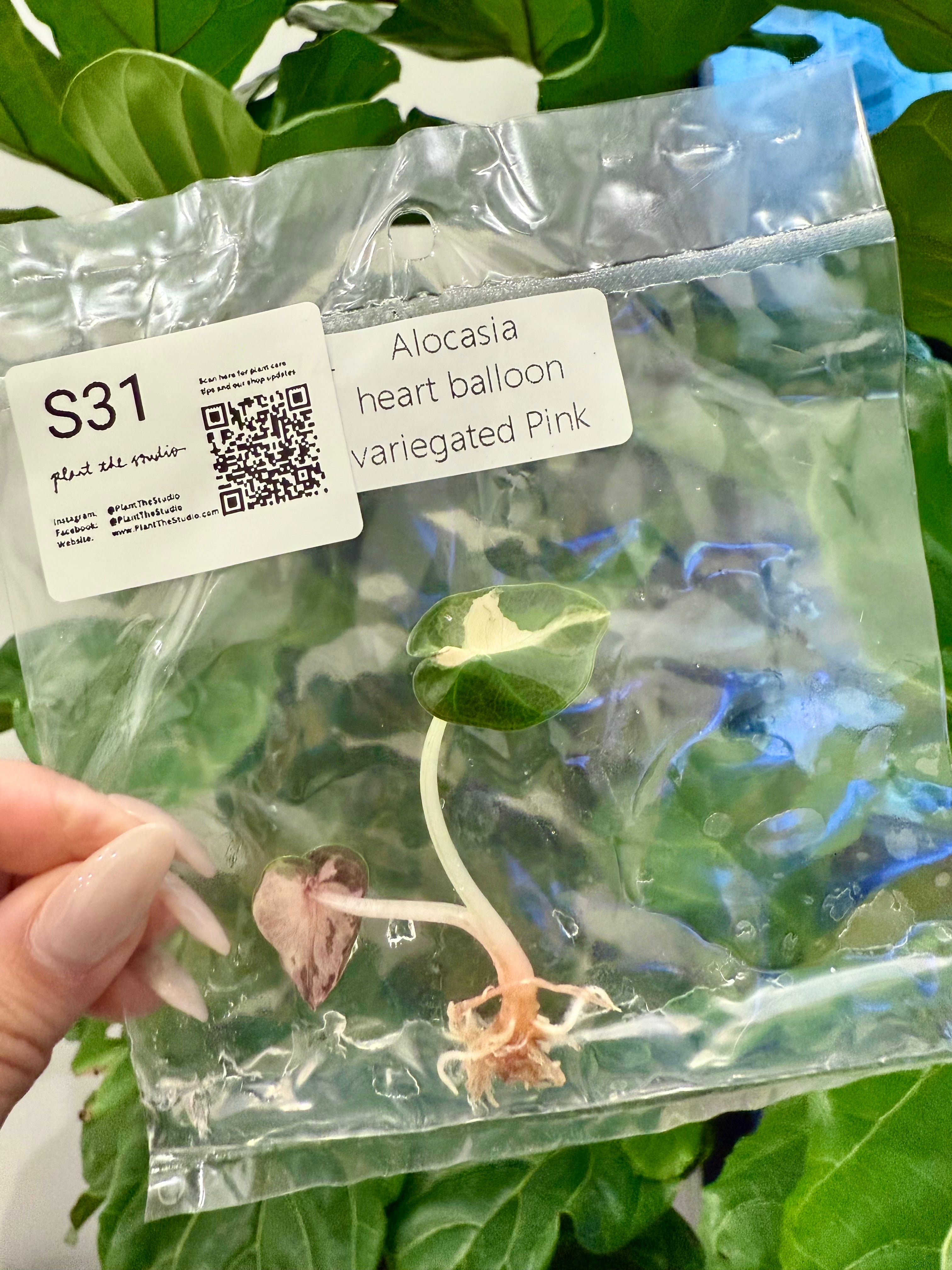 Alocasia Balloon Heart Pink Var TCS31