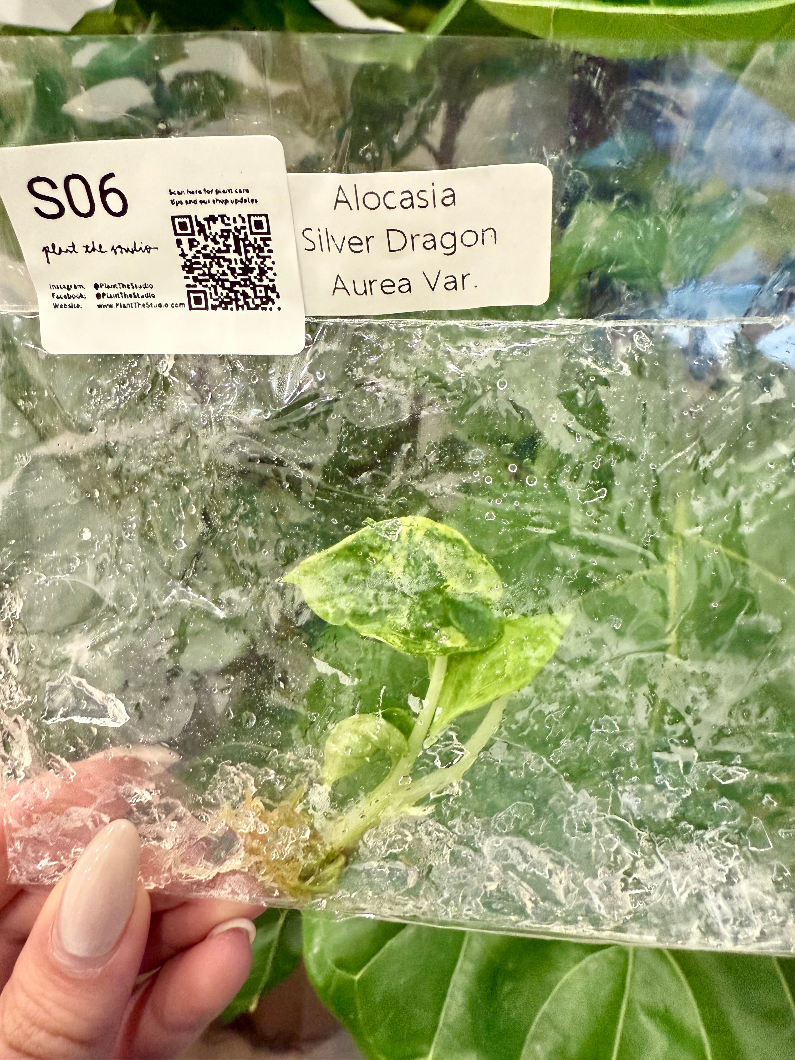 Alocasia Silver Dragon Aurea TCS06