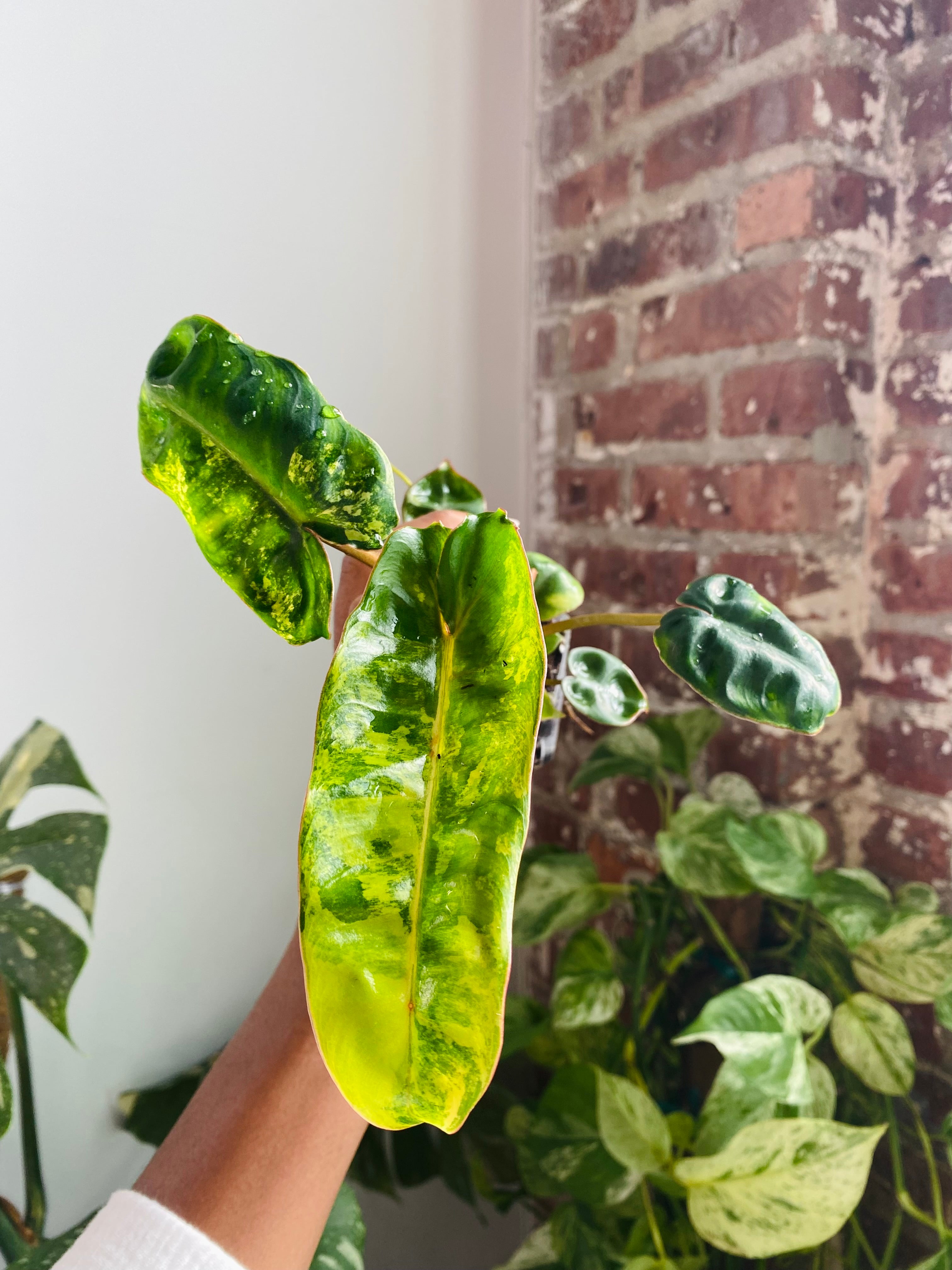 Philodendron Billietiae Var.