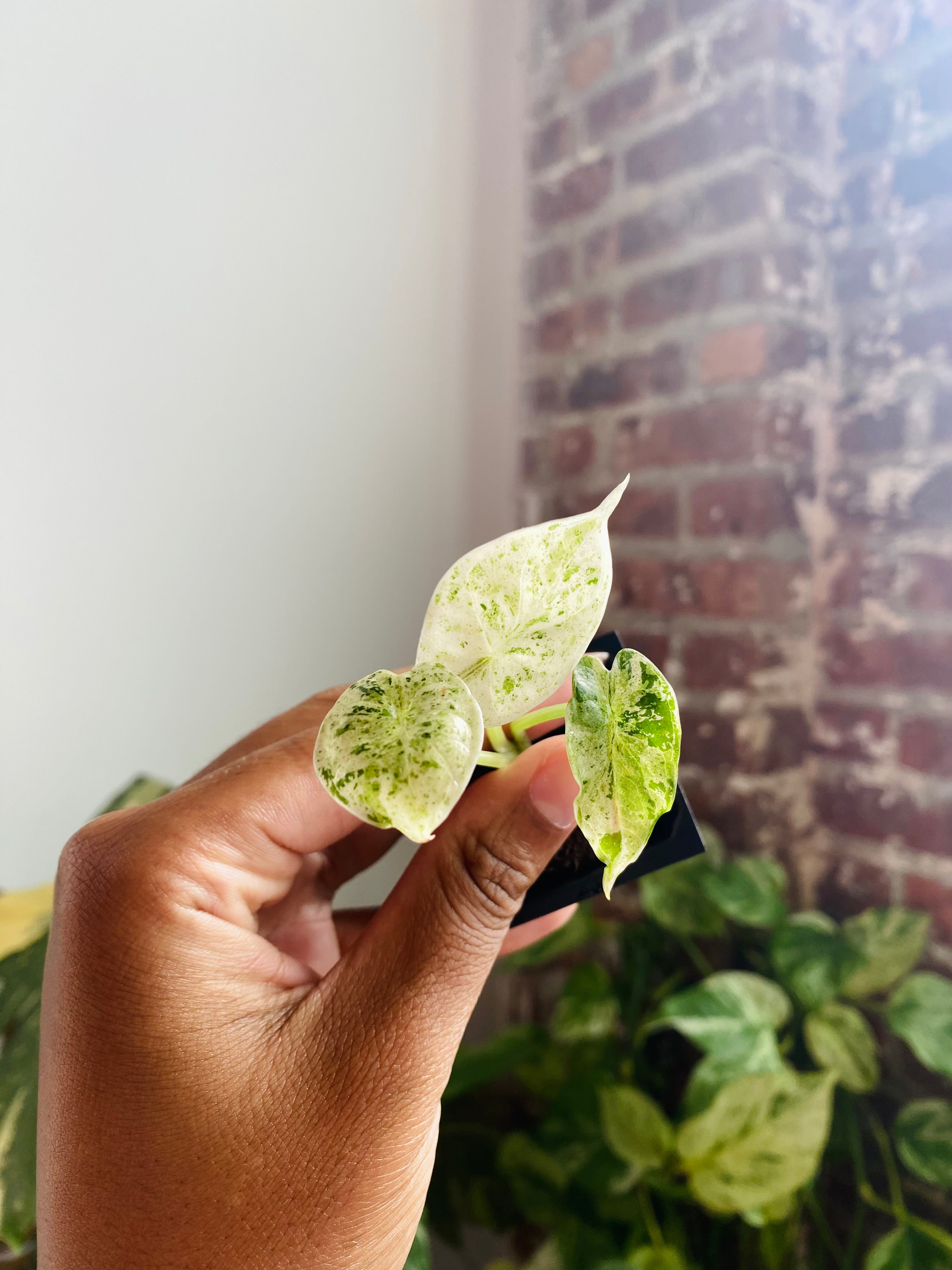 Alocasia Dragonscale Mint 817-16